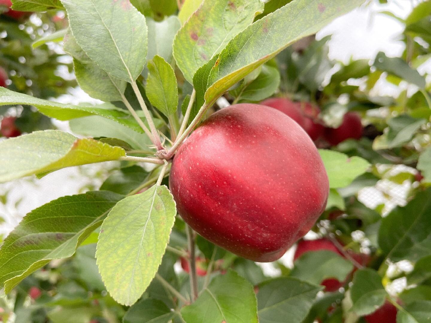 We believe this week will be the last week of our Gala varieties! They&rsquo;re so crunchy and sweet, perfect to snack on or add to your baking 🥧

We&rsquo;re opened Friday-Monday 10am-5pm 🍎

100% of our apples are from our orchard and freshly pick