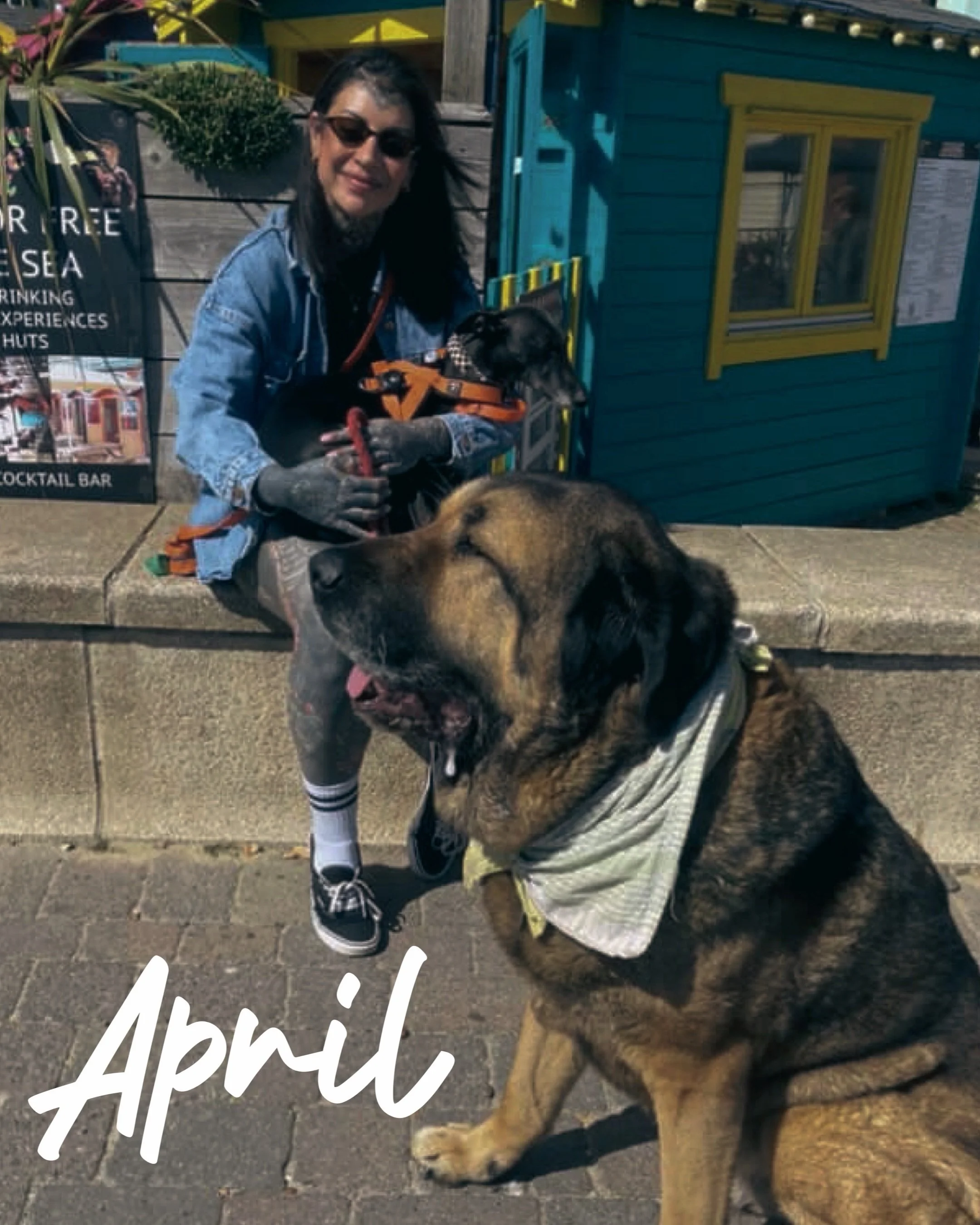 April was cute! chips &amp; chipping away at big projects was the general vibe. with a sprinkling of animals stealing sunny moments 🩷 grateful for my clients who commit to such mega pieces as always