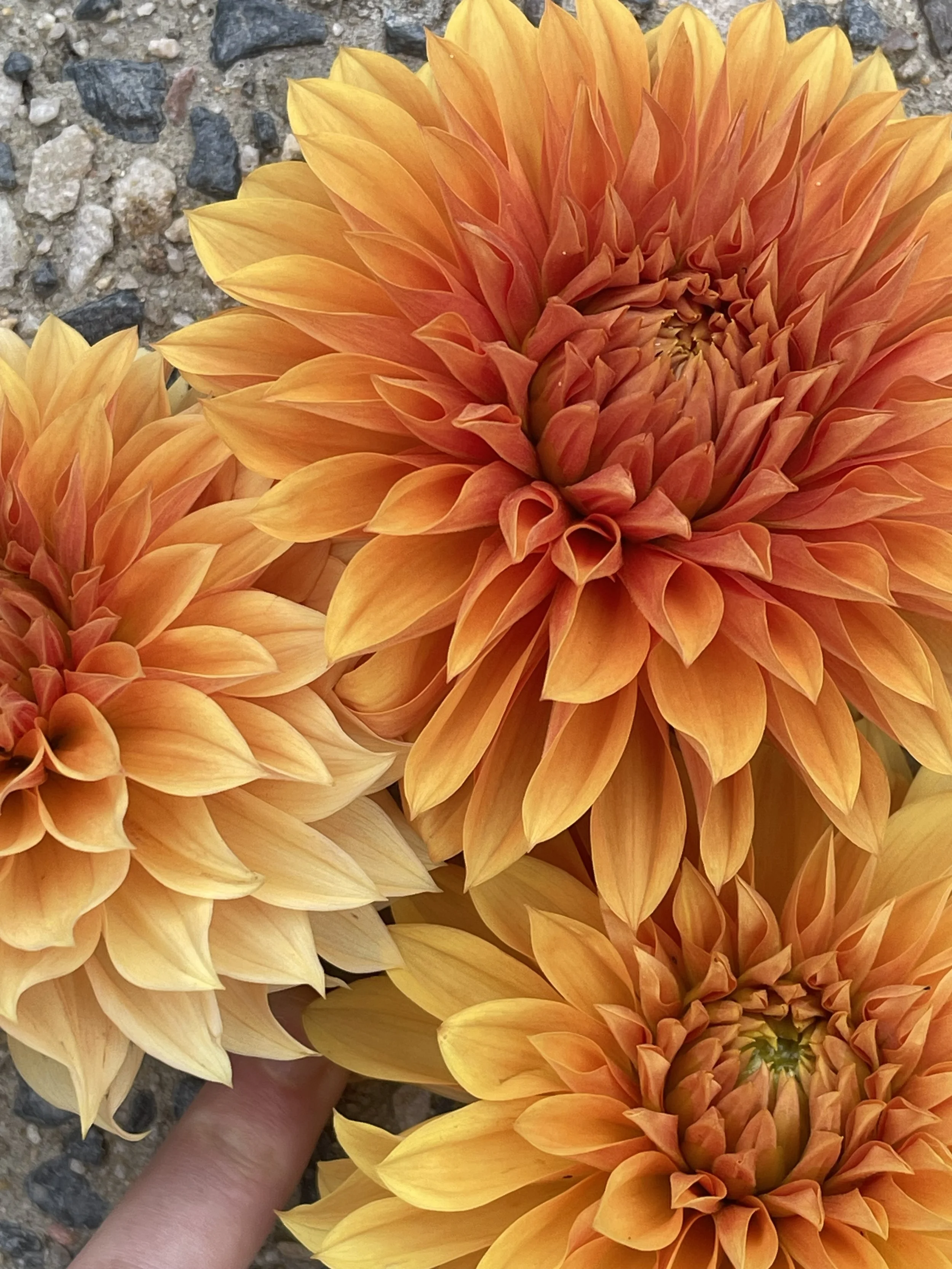 Kelly's Lioness - Tuber - New Release 2026 **