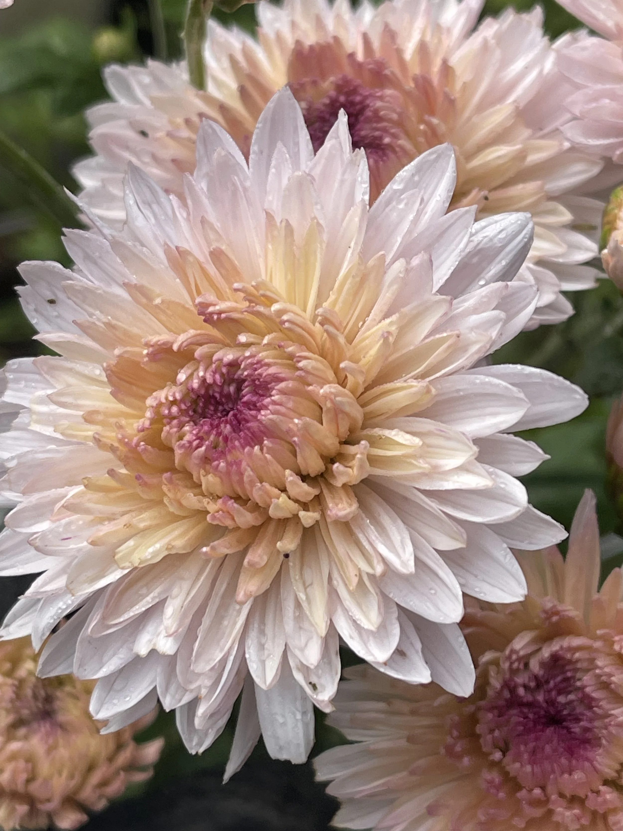 Otome Pink Chrysanthemum