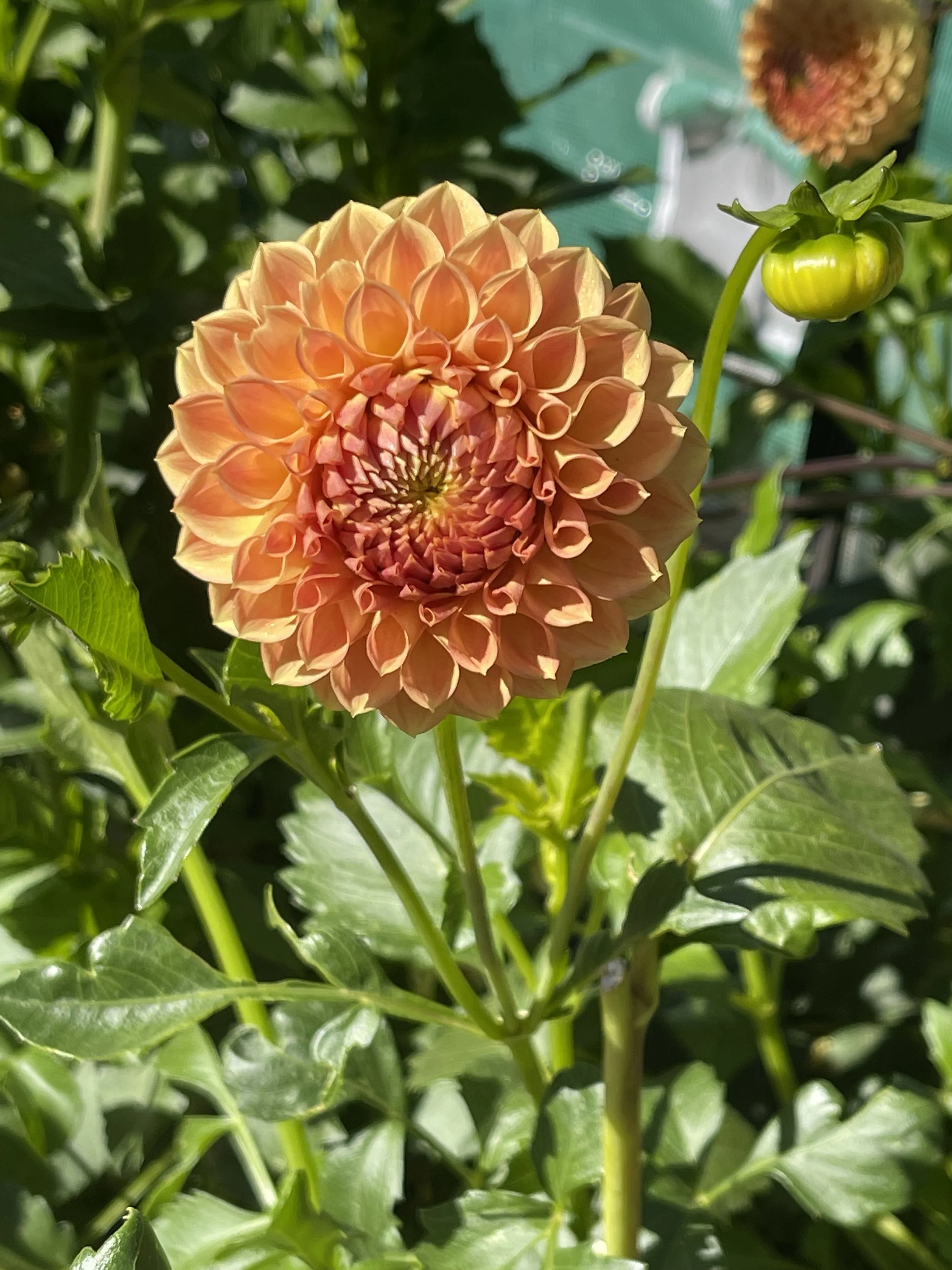 formby-crest-dahlia-heathfield-flowers