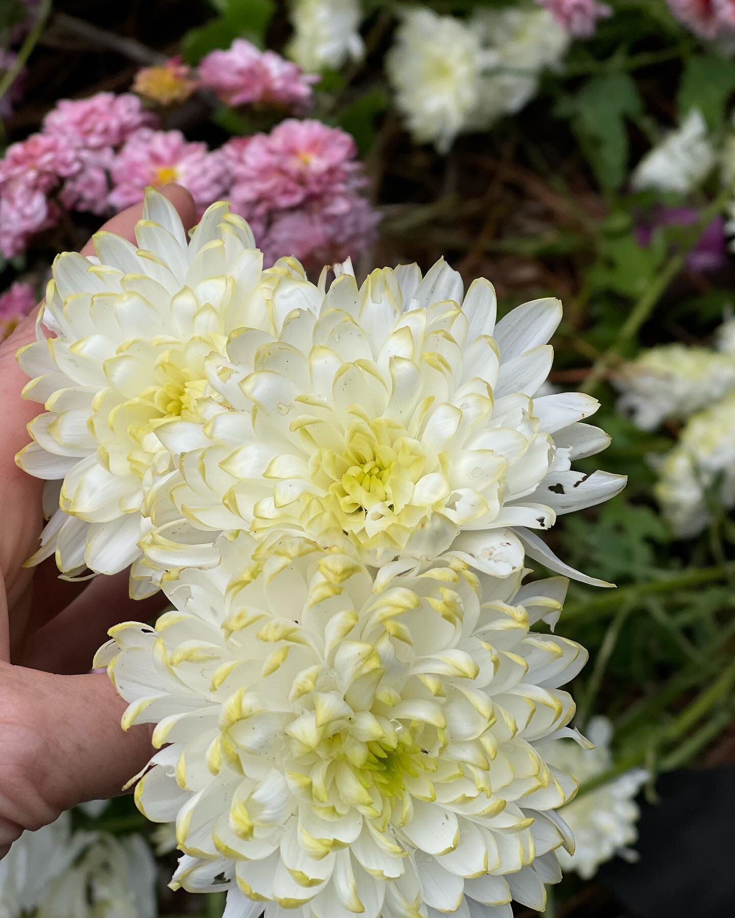 We have some Chrysanthemum plants for sale&hellip;.white with green flecks.  The flowers in this photo are blown but it gives you an idea on what they are like.  Great for cut flowers.
We have 13 available ($10 each)&hellip;PM for details x