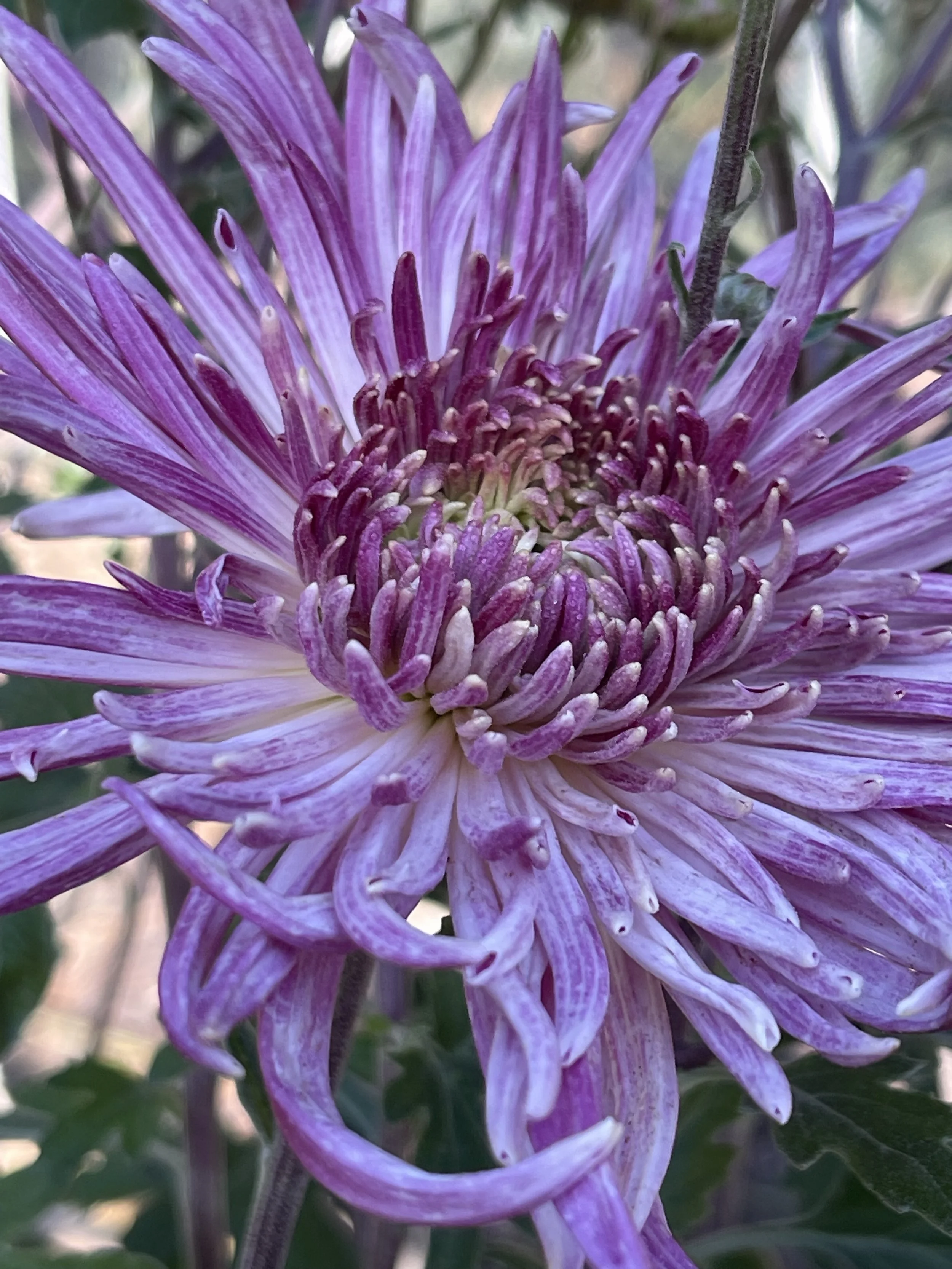 Seatons Siliver Lining Chrysanthemum