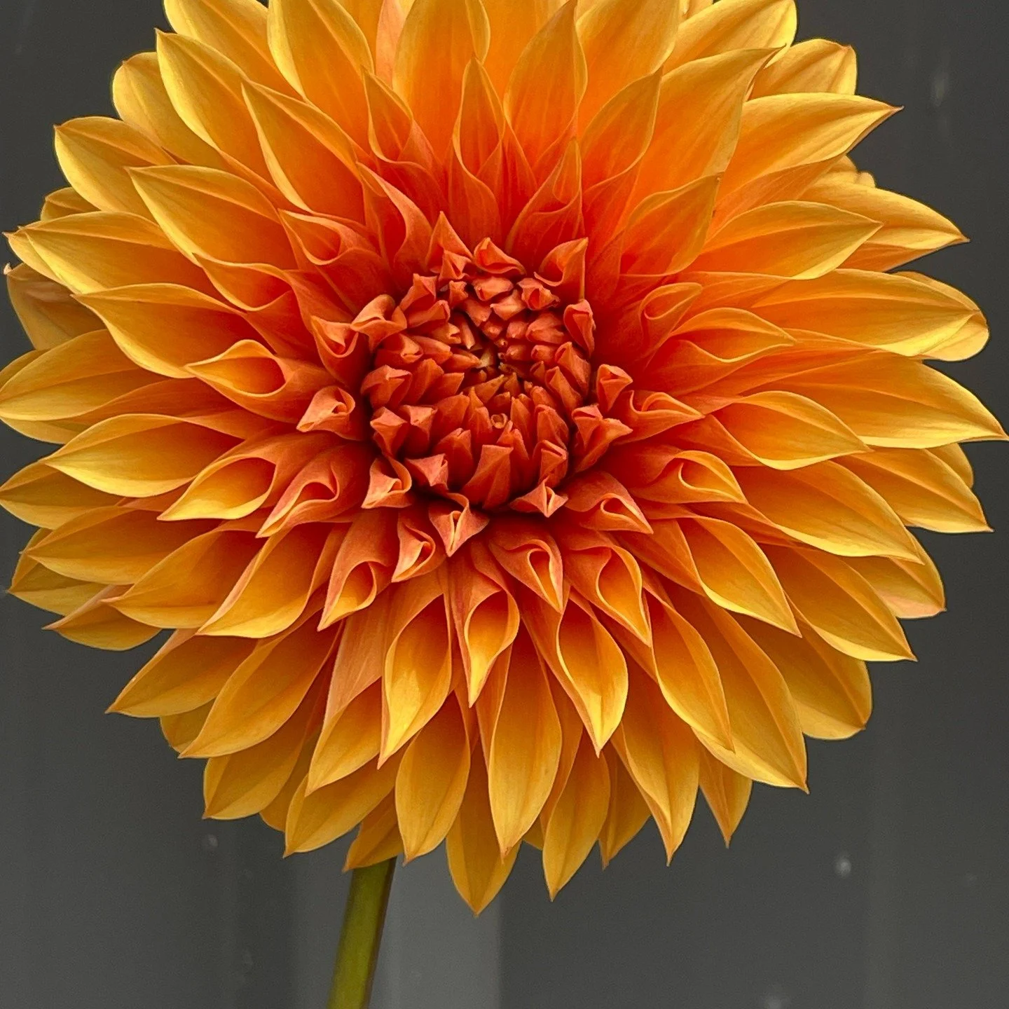 🌼 We have a name! 🌼

Meet Kelly&rsquo;s Lioness &mdash; our very first officially named variety, and she&rsquo;s a beauty. Fierce, bold, and full of grace, she&rsquo;ll be making her debut release in 2026. We cannot wait to share her with you!

✨ A