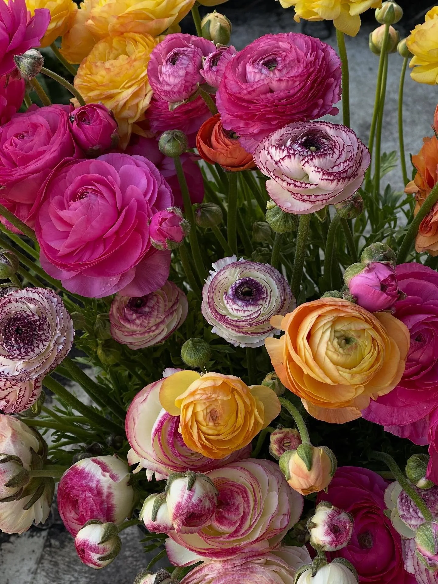 The flower cart is out with our market bunches.

Cash, card or afterpay via our website.  link in bio

We are located on Longwood road just past the Heathfield Netball Club/high school and the old Heathfield Motors.

#heathfieldflowers #adelaidehills
