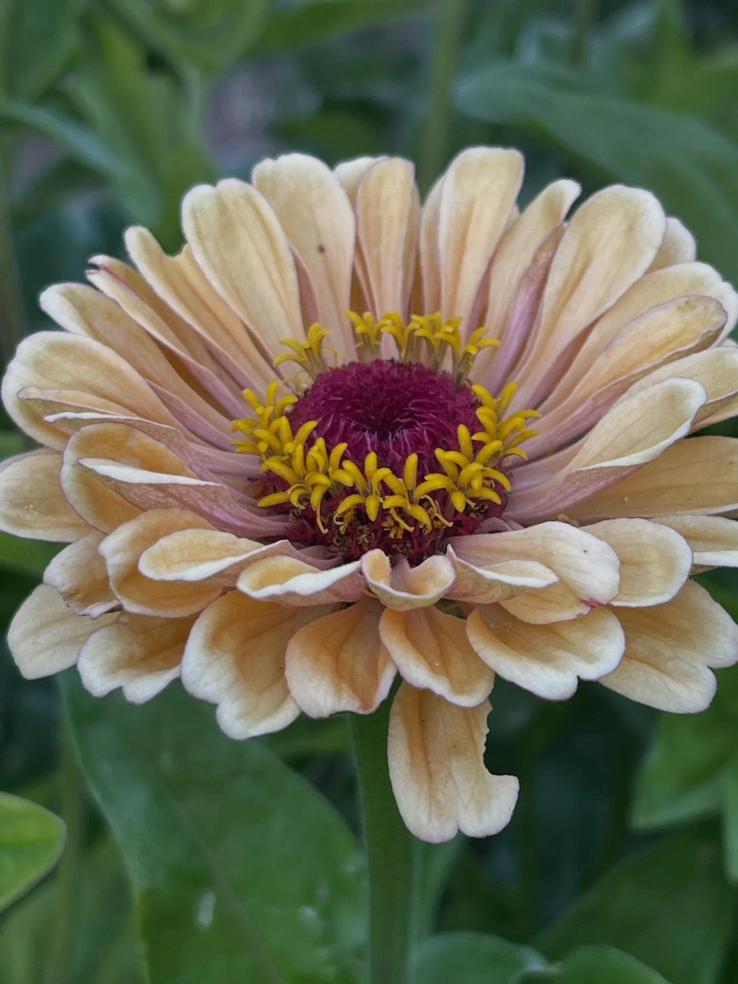 Headed for the road side stall soon - summer seedlings!!

We have been planting out more vegetables this year and couldn&rsquo;t resist starting a few more to share!  We will also have some of our favourite cut flower varieties including some of the 