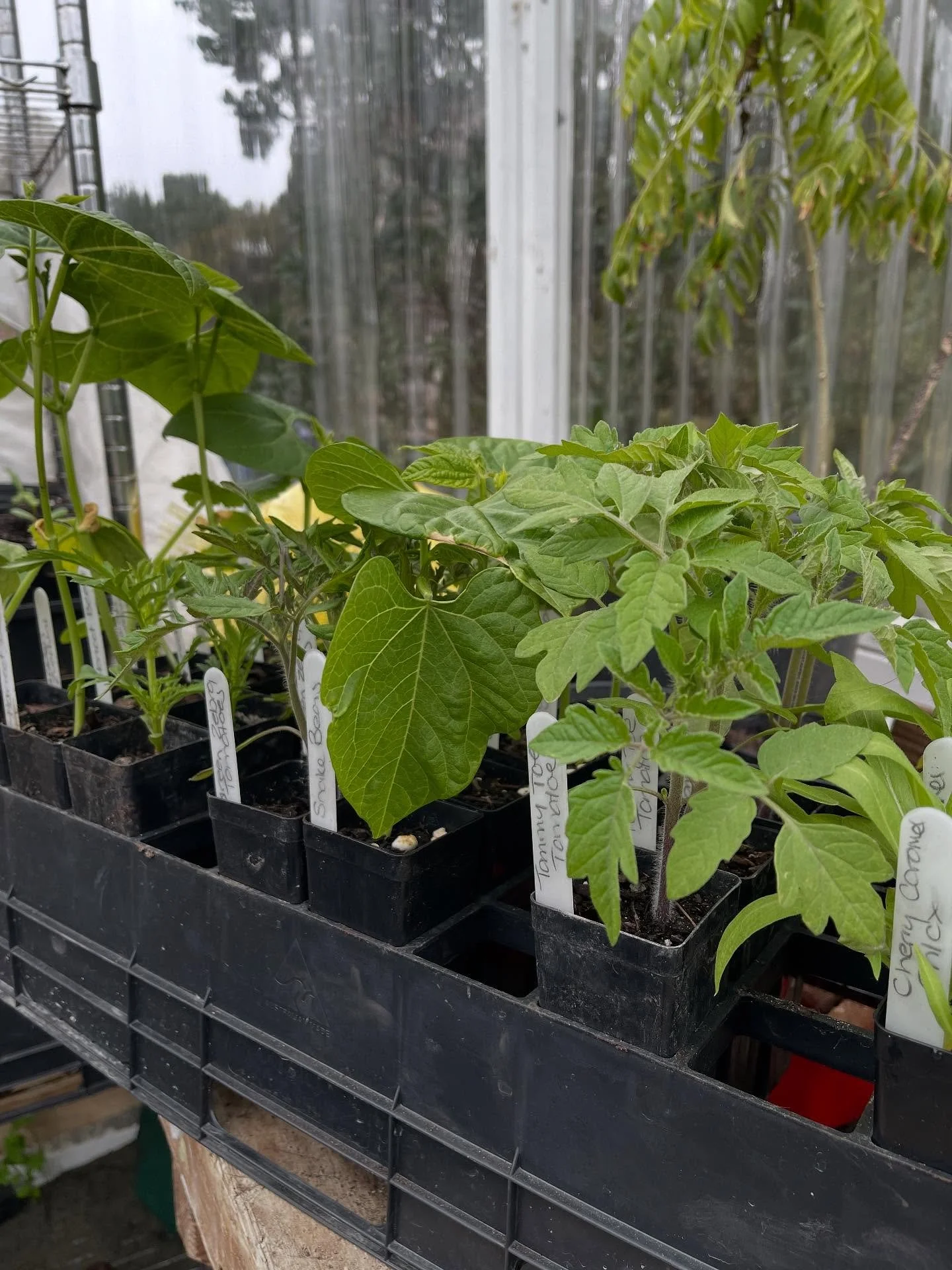 ** PLANT SALE **

Headed for the road side stall this week.  We will have a limited mix of plants available.  Some of our favourite flowers and vegis this year!  Here is a list of what will be available.

Golden zucchini
Haricot beans
Sierra orange M