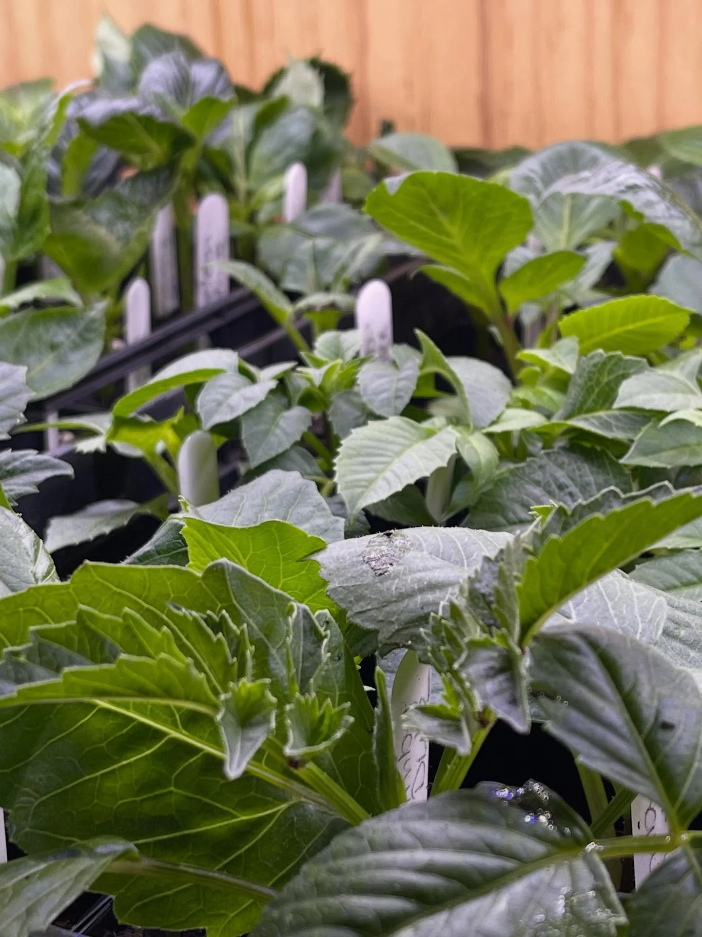 ***ROAD SIDE STALL - BLACK FRIDAY SALE***

We have some exciting news - Black Friday sale at Heathfield Flowers!

Super special - Dahlia plants $20 each including some unicorns!!!

The stall will be stocked from Friday morning from 9am - sale finishe