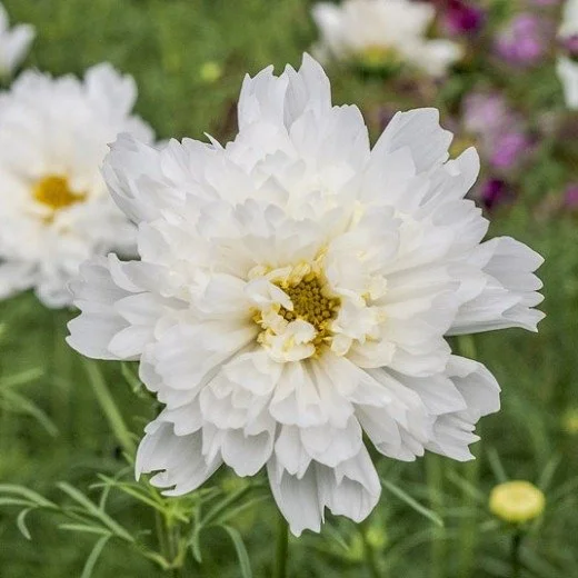 It&rsquo;s an incredibly overwhelming time for farmers and gardeners across Victoria right now, and the sense of helplessness is real. For those of us in other parts of the country, one meaningful way we can support the bigger picture is by strengthe