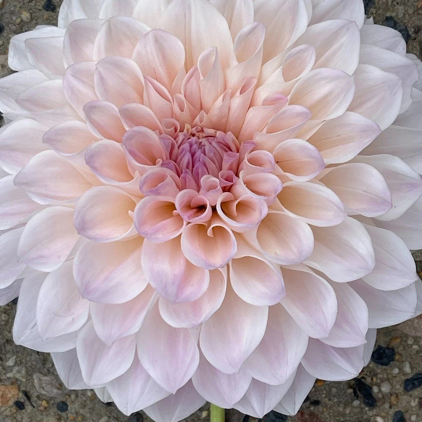 It's that time of the year when the garden starts to slow down, I start to reflect on the season that was. This season I had some stunning new additions to the garden. The first one I would like to share is this stunning beauty - Willows Earth Angel 