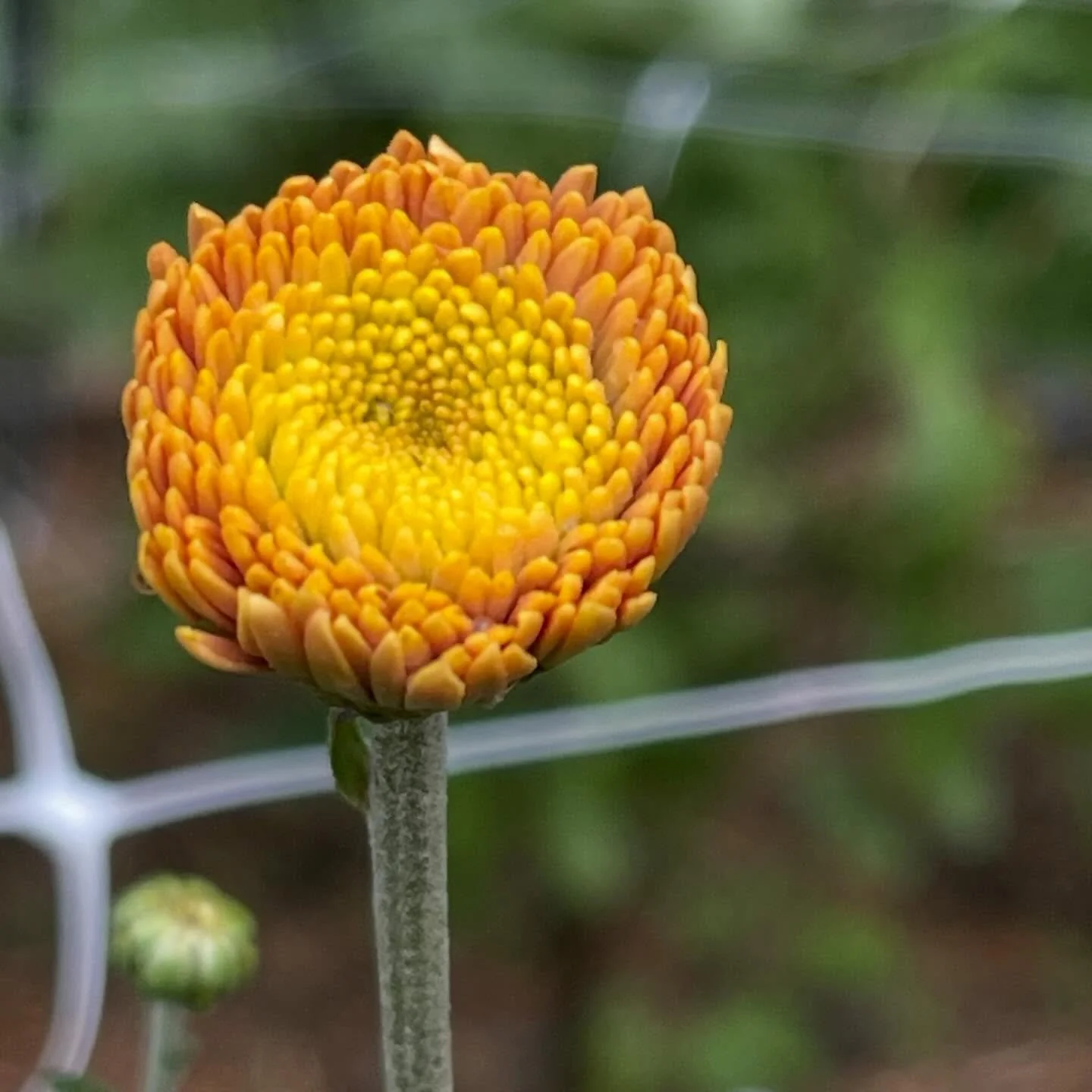 The chrysanthemums are just starting to show some colour&hellip;.wont be long before we will have bunches available on our road side stall. X