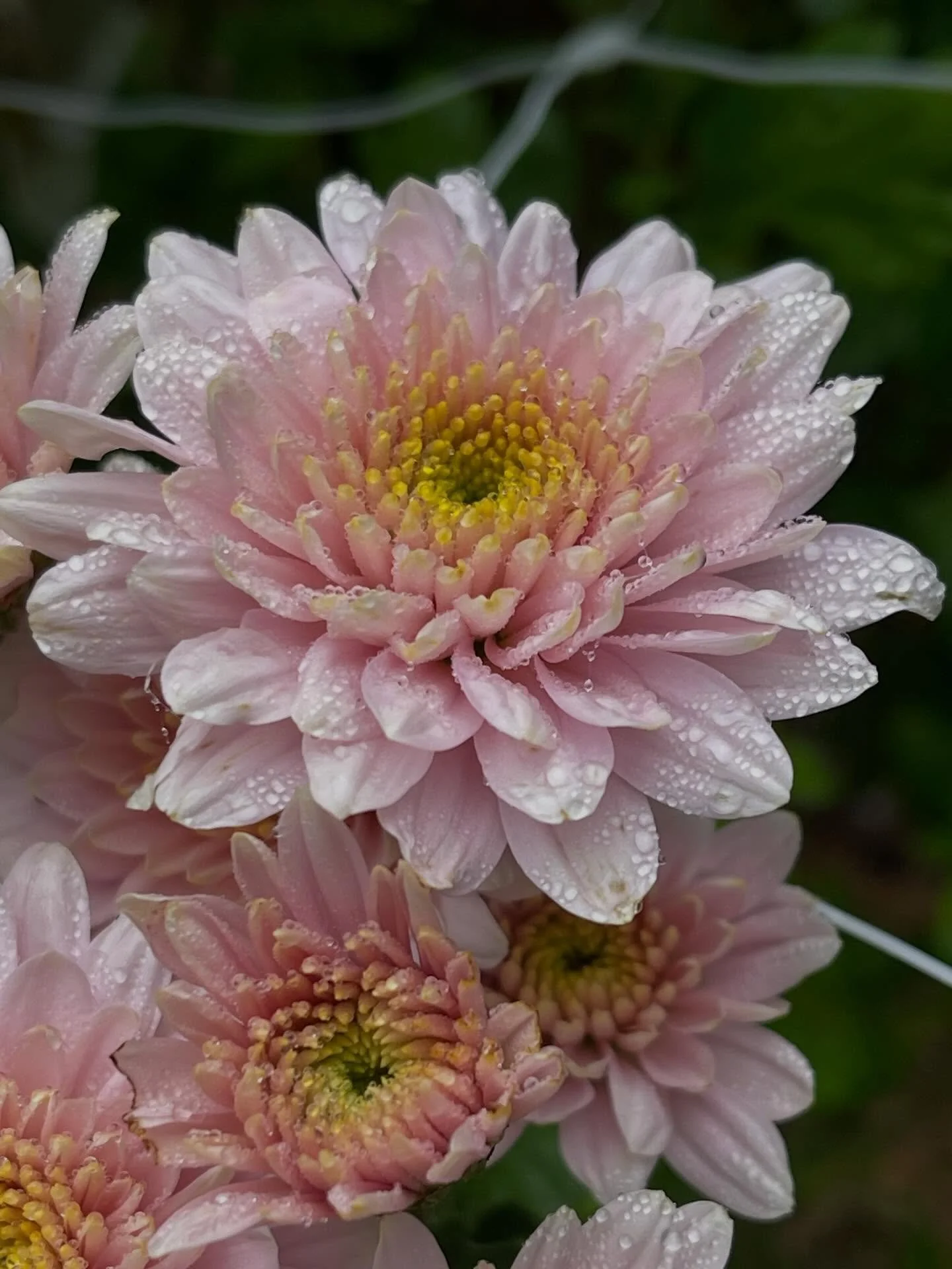 Our Chrysanthemums are coming along nicely and will be available from our road side stall very soon!!