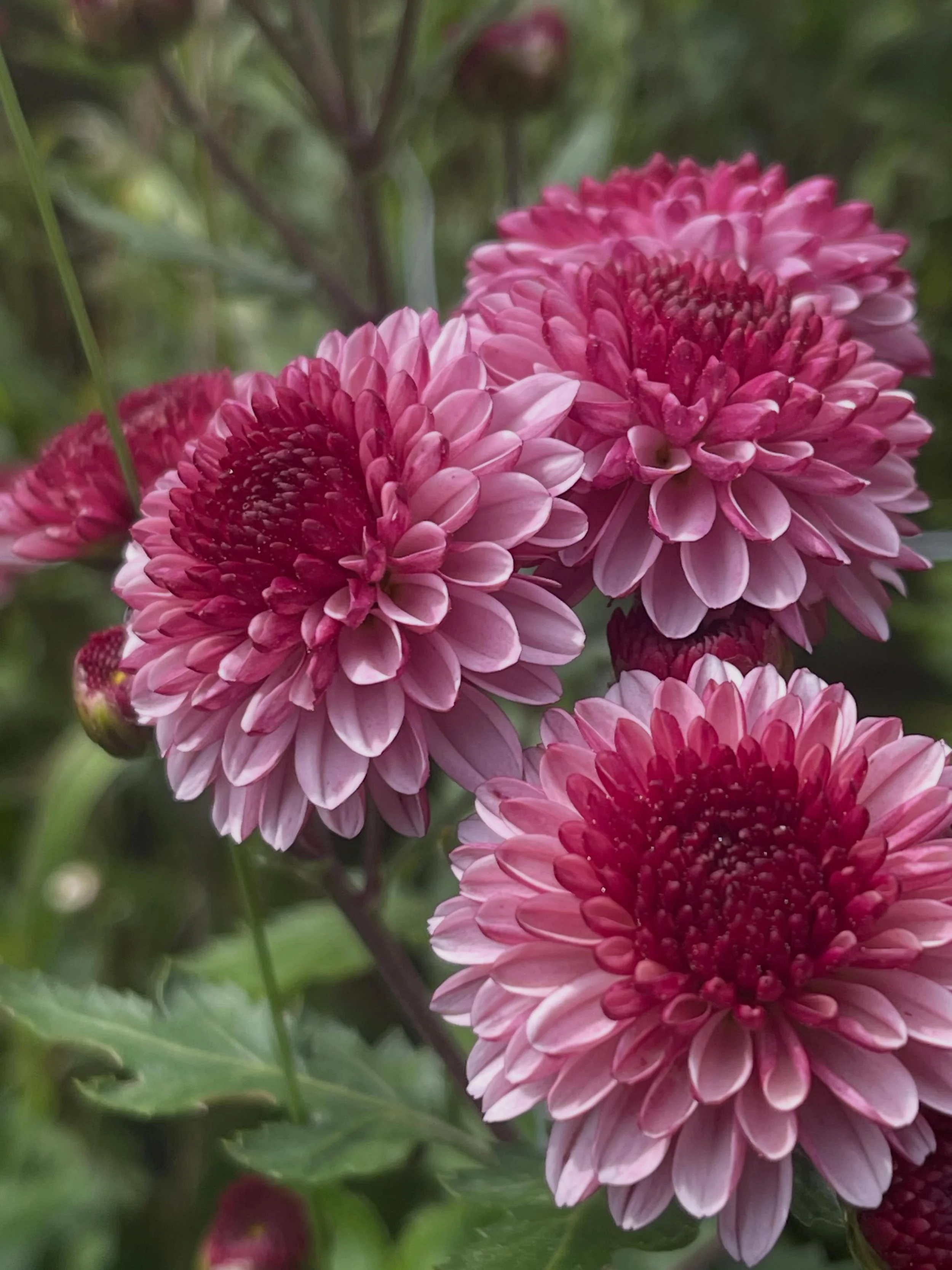 Chrysanthemums are such a welcome gift at the end of the season.  We have grown quite a few varieties over the years.  Not all Chrysanthemums make a good cut flower.  Here is my guide to the best varieties for cut flowers.  The first and one of my fa