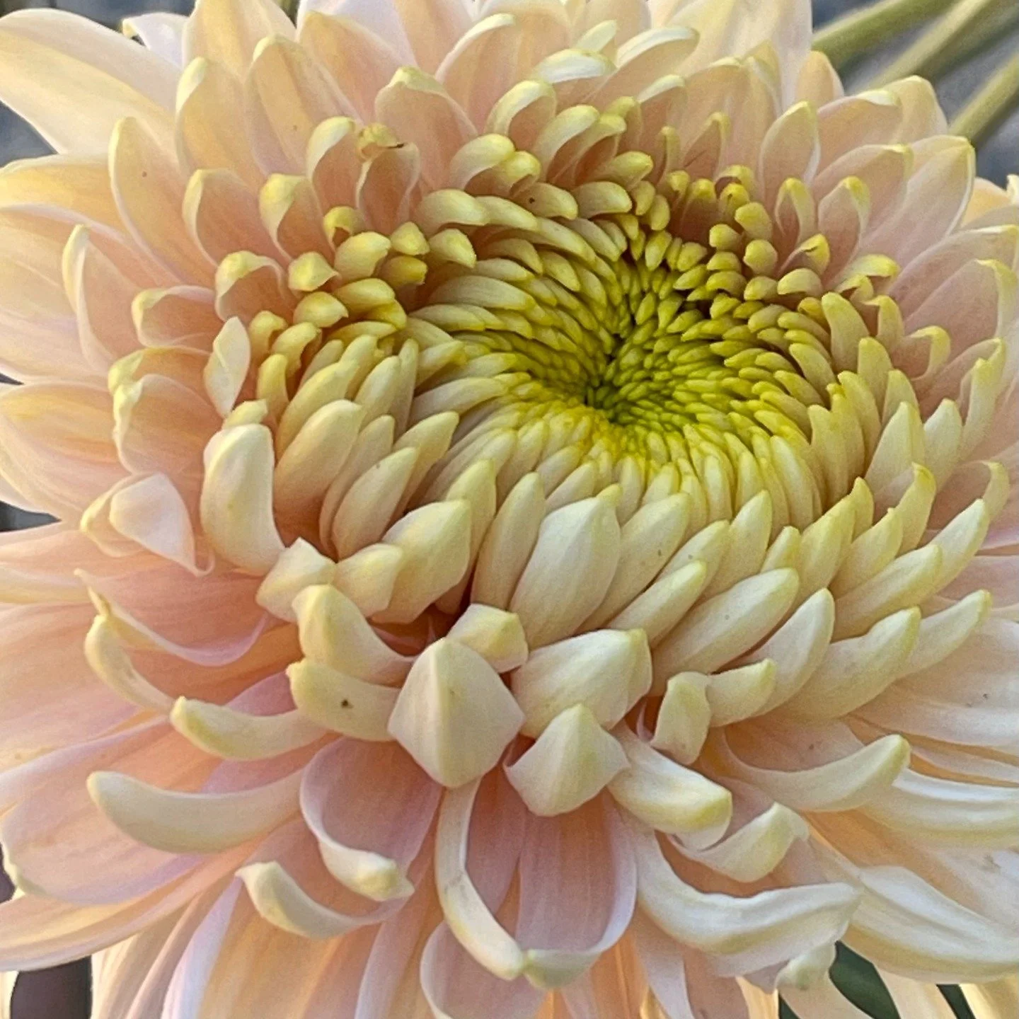Next on our list of favourite Chrysanthemum cut flower varieties - Seaton's Jedore. An early - mid bloomer, good stems and productive. Depending on conditions she can be a soft pink - a pastel yellow. A reliable and beautiful bloom.

Our Chrysanthemu