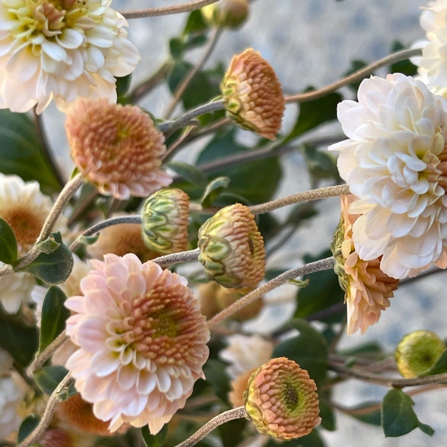 The next chrysanthemum on our favourite cut flower list is Falls Lovely. The sweetest little pom (similar sized flowers as feverfew) producing an abundance of flowers. She adds a beautiful airy element to bunches and she looks incredible in a vase on