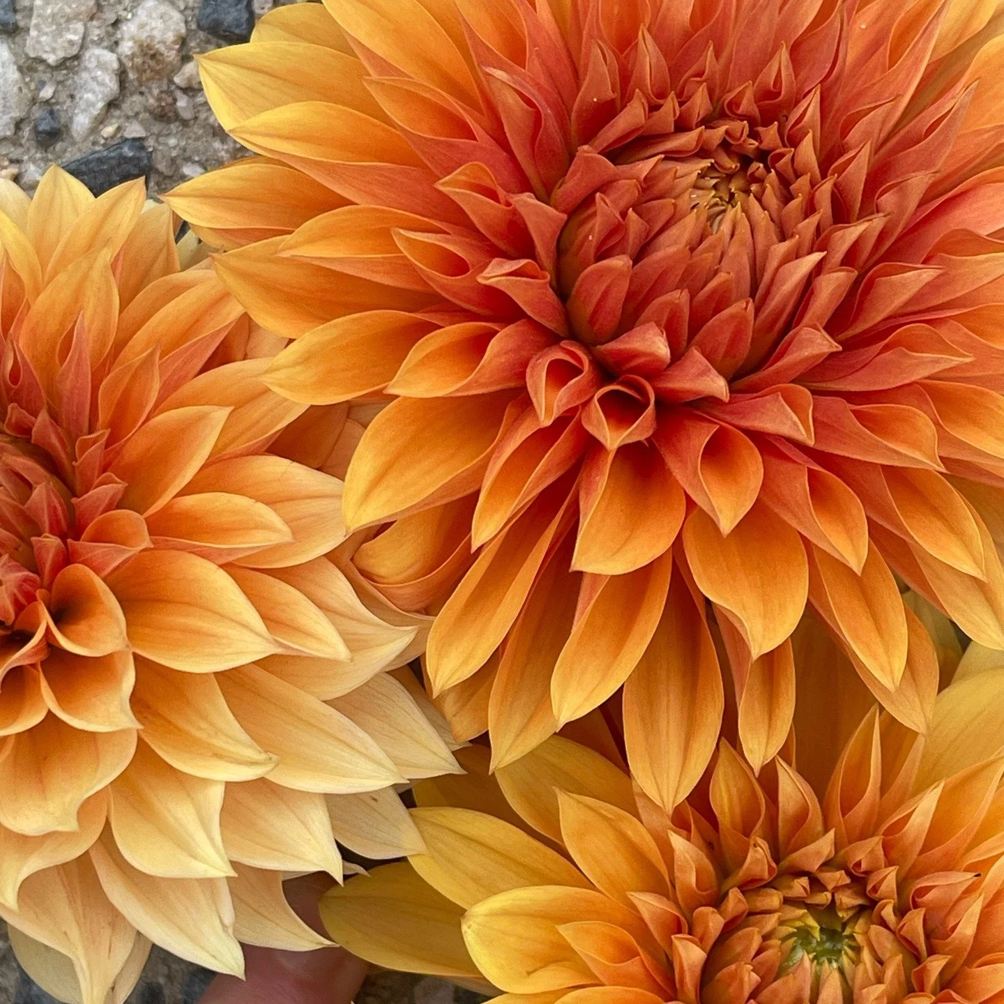DAHLIA SALES 🌸

Exciting news&hellip; our first dahlia release isn&rsquo;t far away!

Our early-season sale will land in May/June, featuring a small, carefully selected range of tubers &mdash; including the very first release of Kelly&rsquo;s Liones