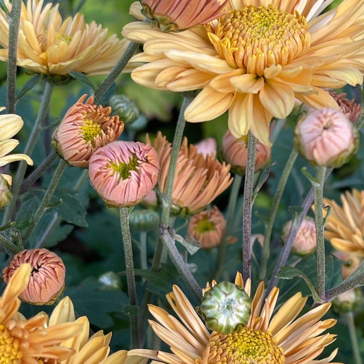 SUBSCRIBERS &mdash; Mother&rsquo;s Day Guide 🌸

Every year we&rsquo;re asked what Chrysanthemums will be ready for Mother&rsquo;s Day &mdash; and we get it, timing can be tricky.

So, we&rsquo;re putting together a simple, helpful guide to answer ex