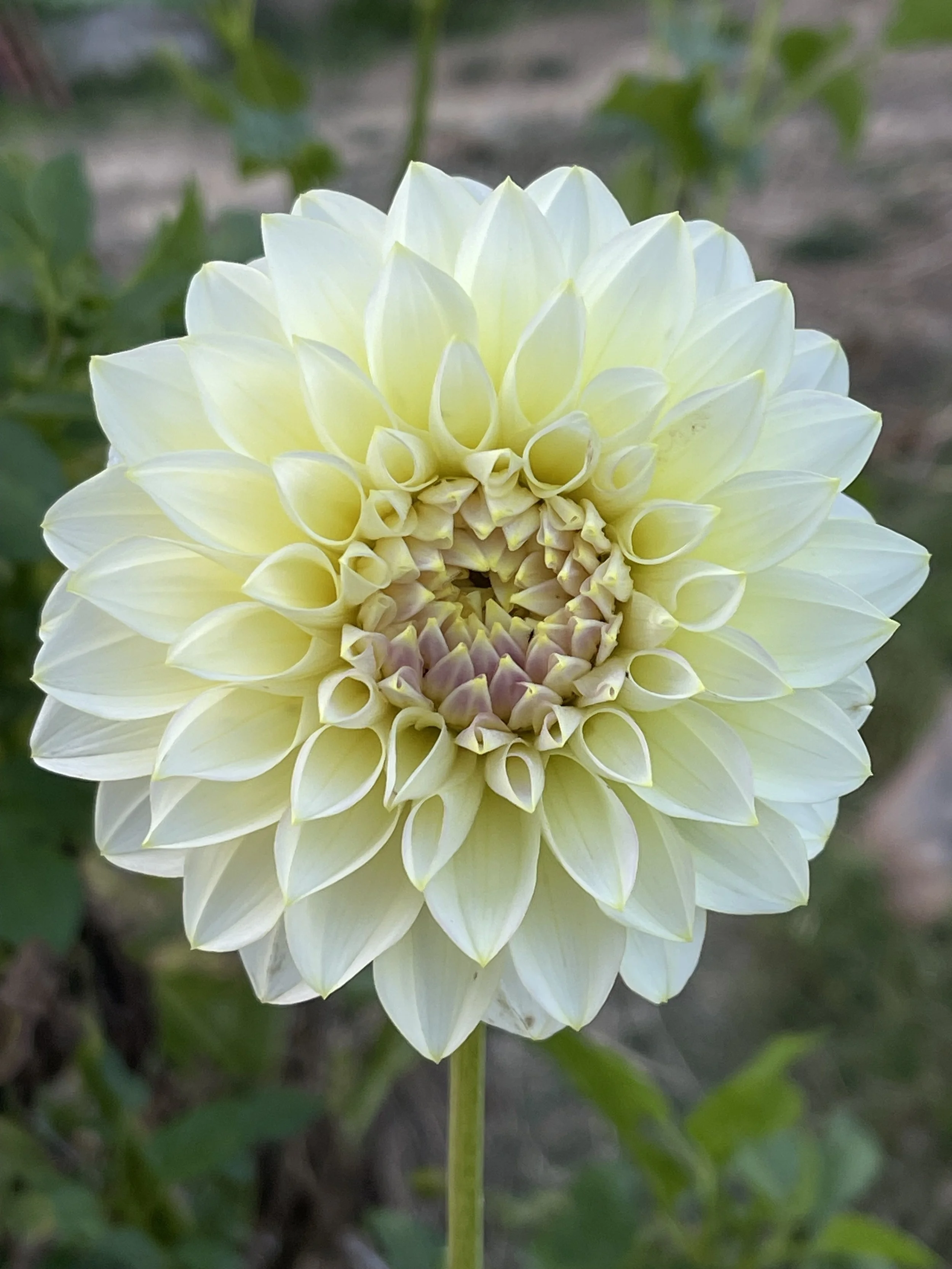 Floralie Grace - Tuber