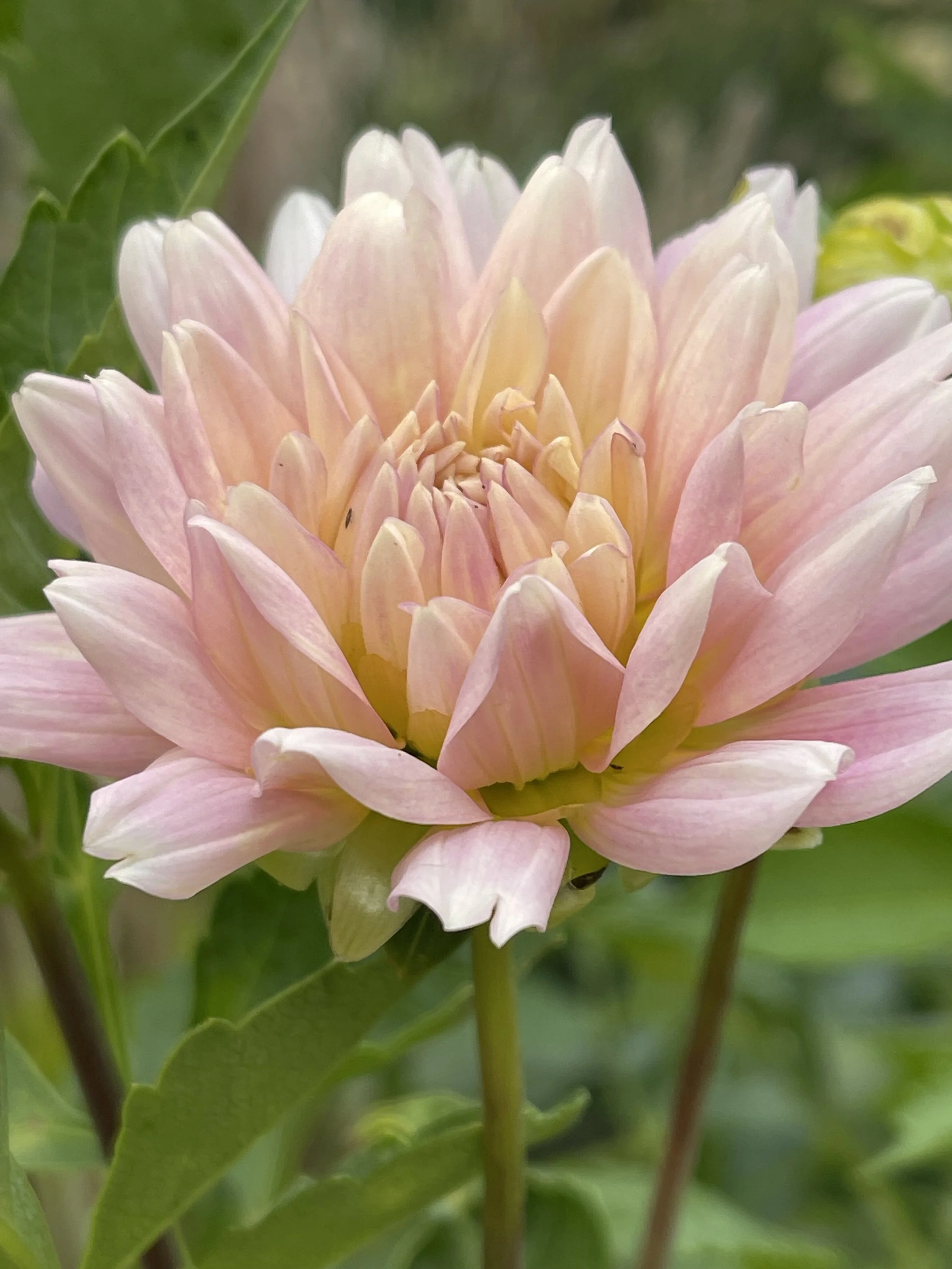 Buckajo Leilani 1.jpeg