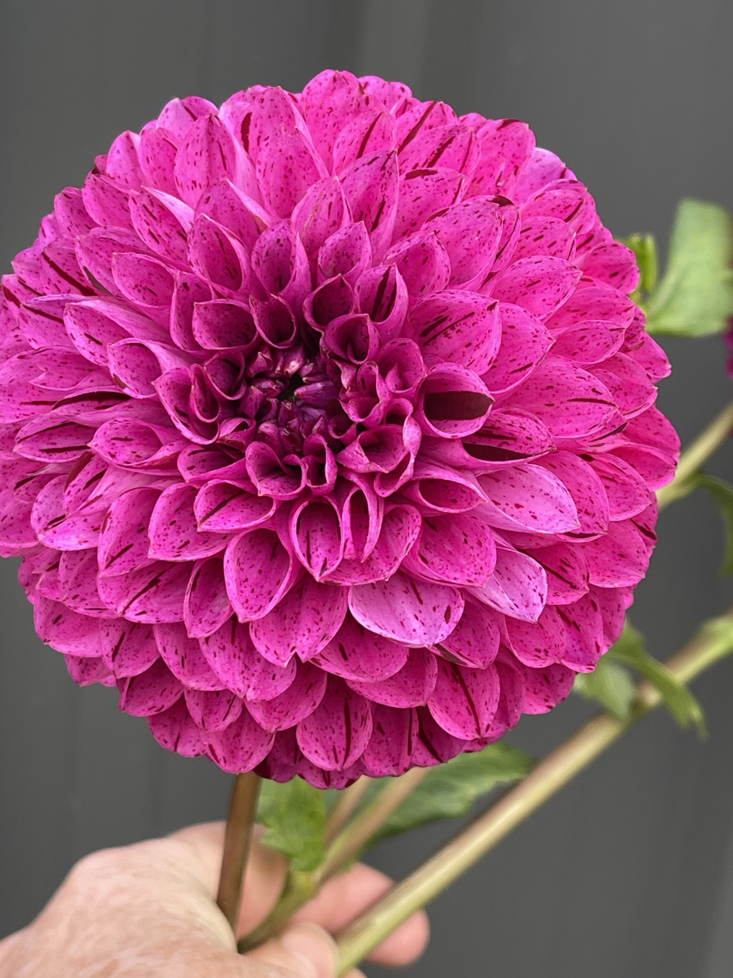 Willows Meadows.jpeg