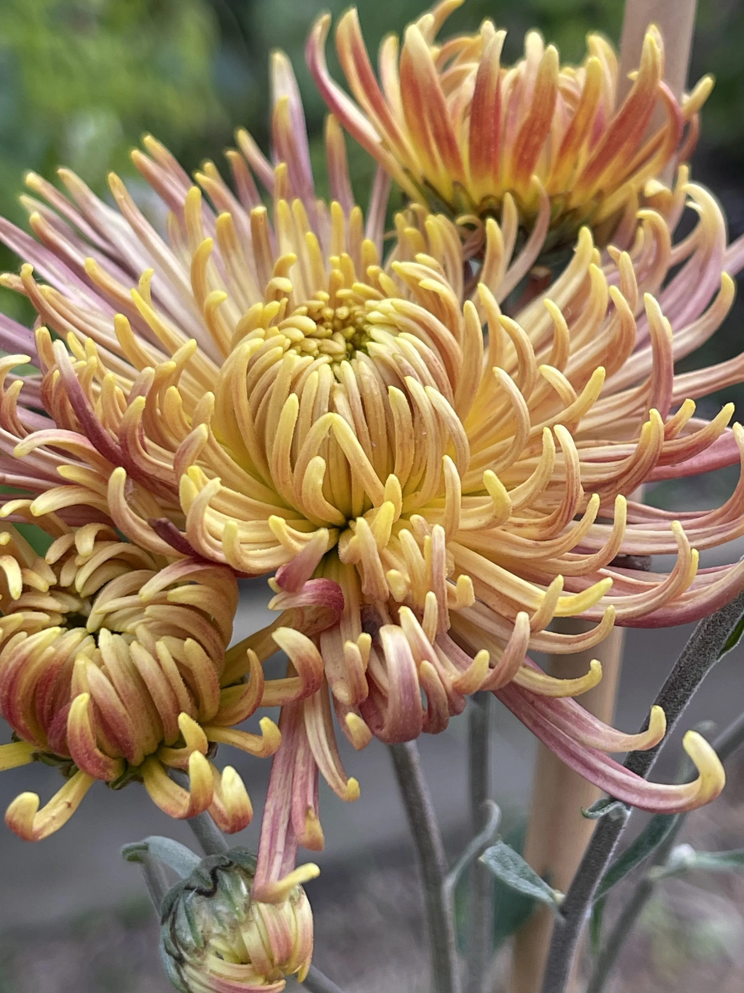 Seatons Honesty.jpeg