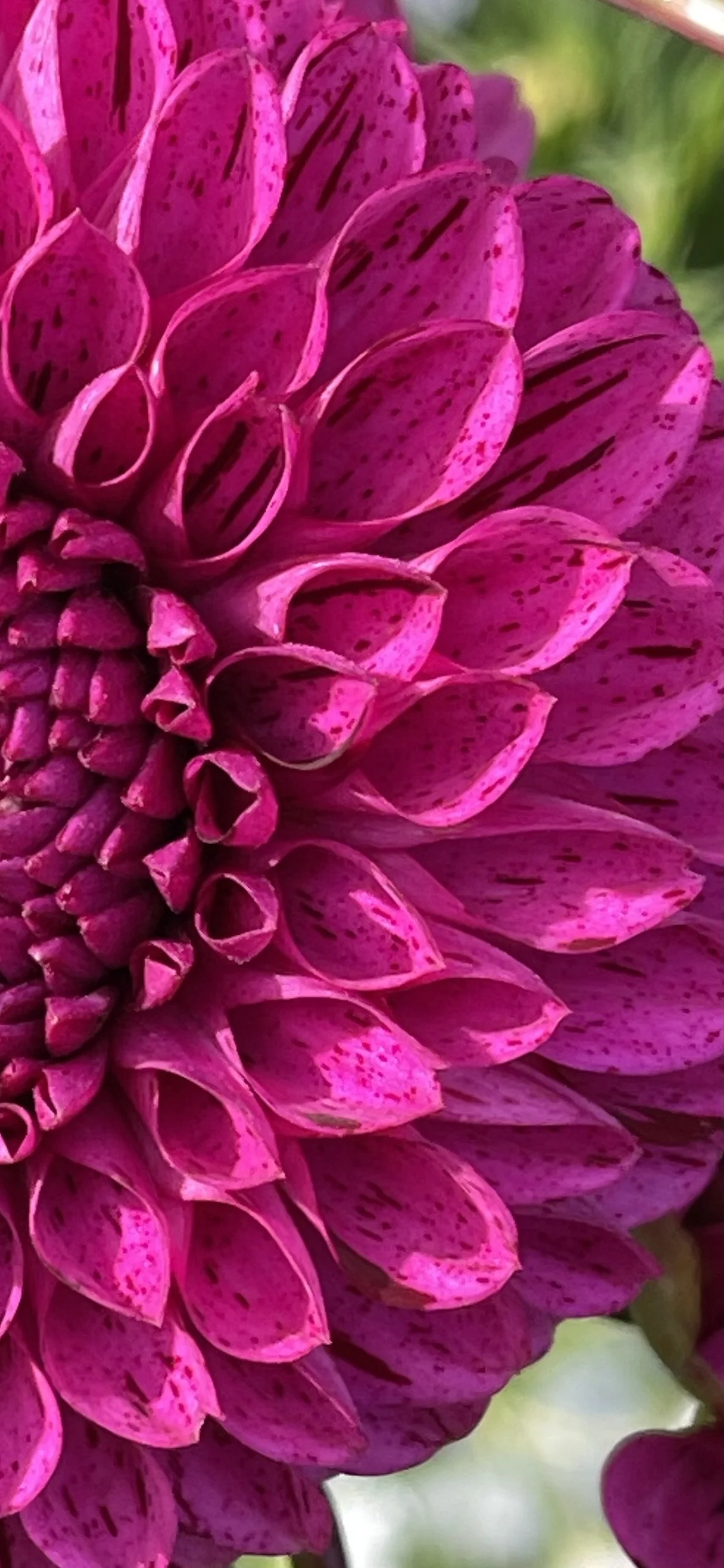 Willows Meadows1.jpeg