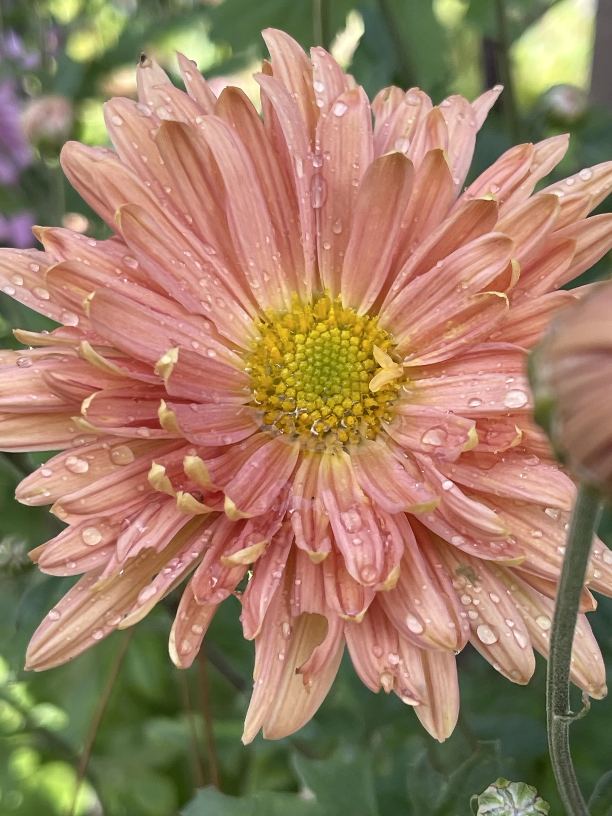 My Love Chrysanthemum.jpeg