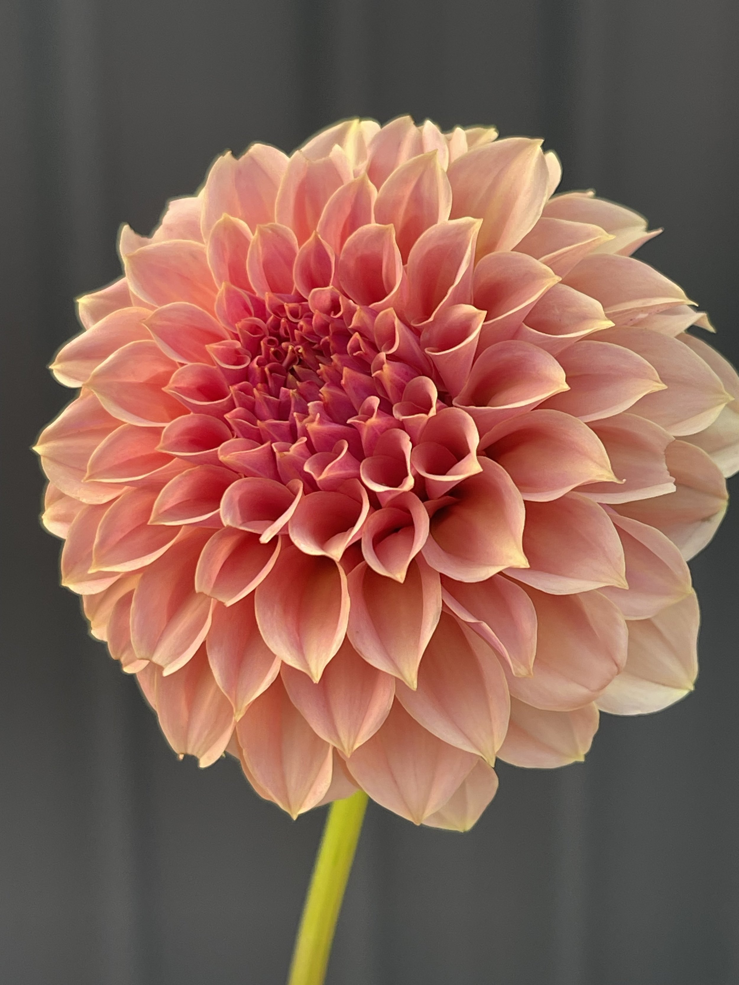 Willow Barbara - plant in 5cm pot