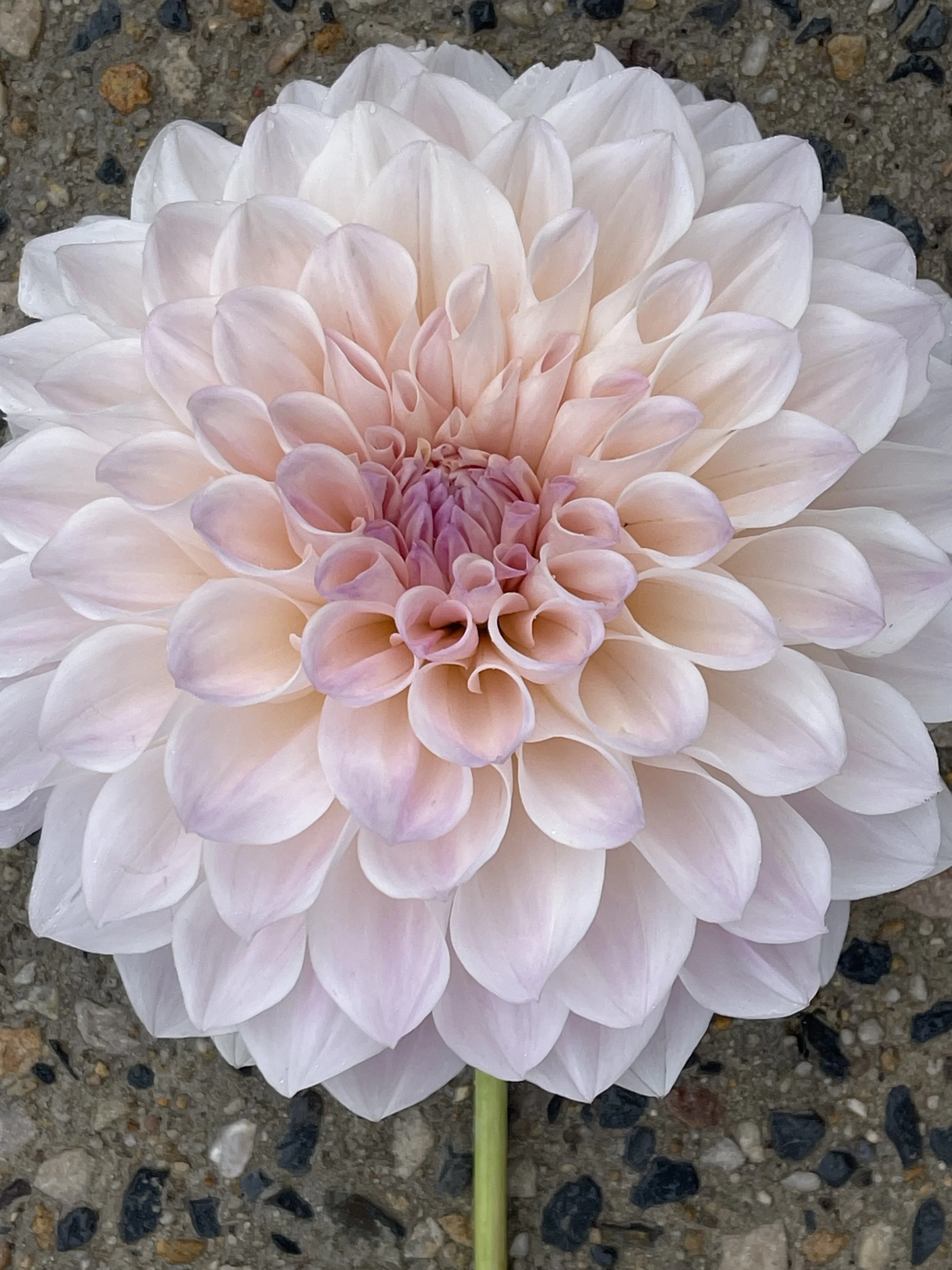 Willow K's Earth Angel - 5cm plant in pot