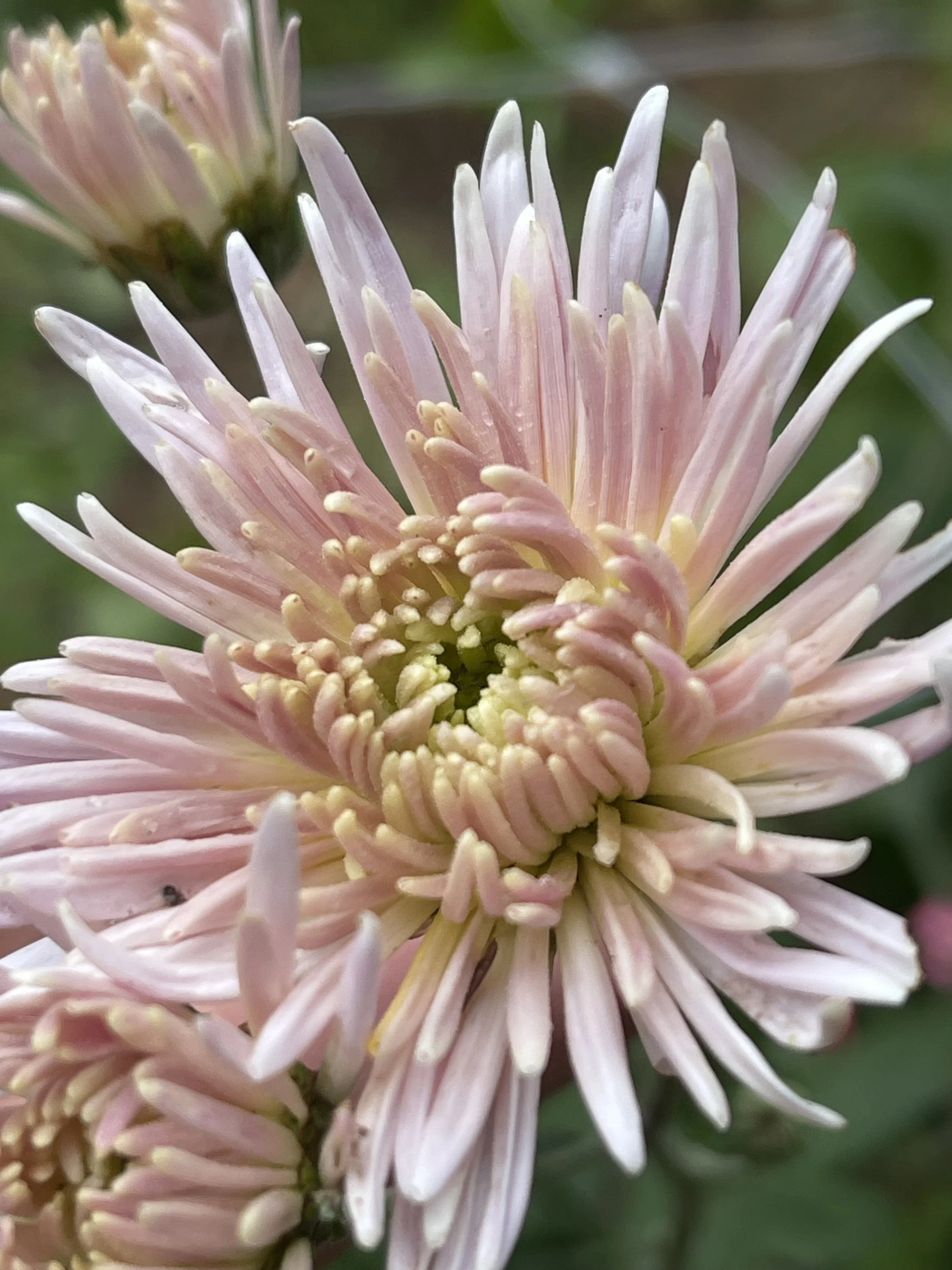 Seatons Ashleigh Chrysanthemum