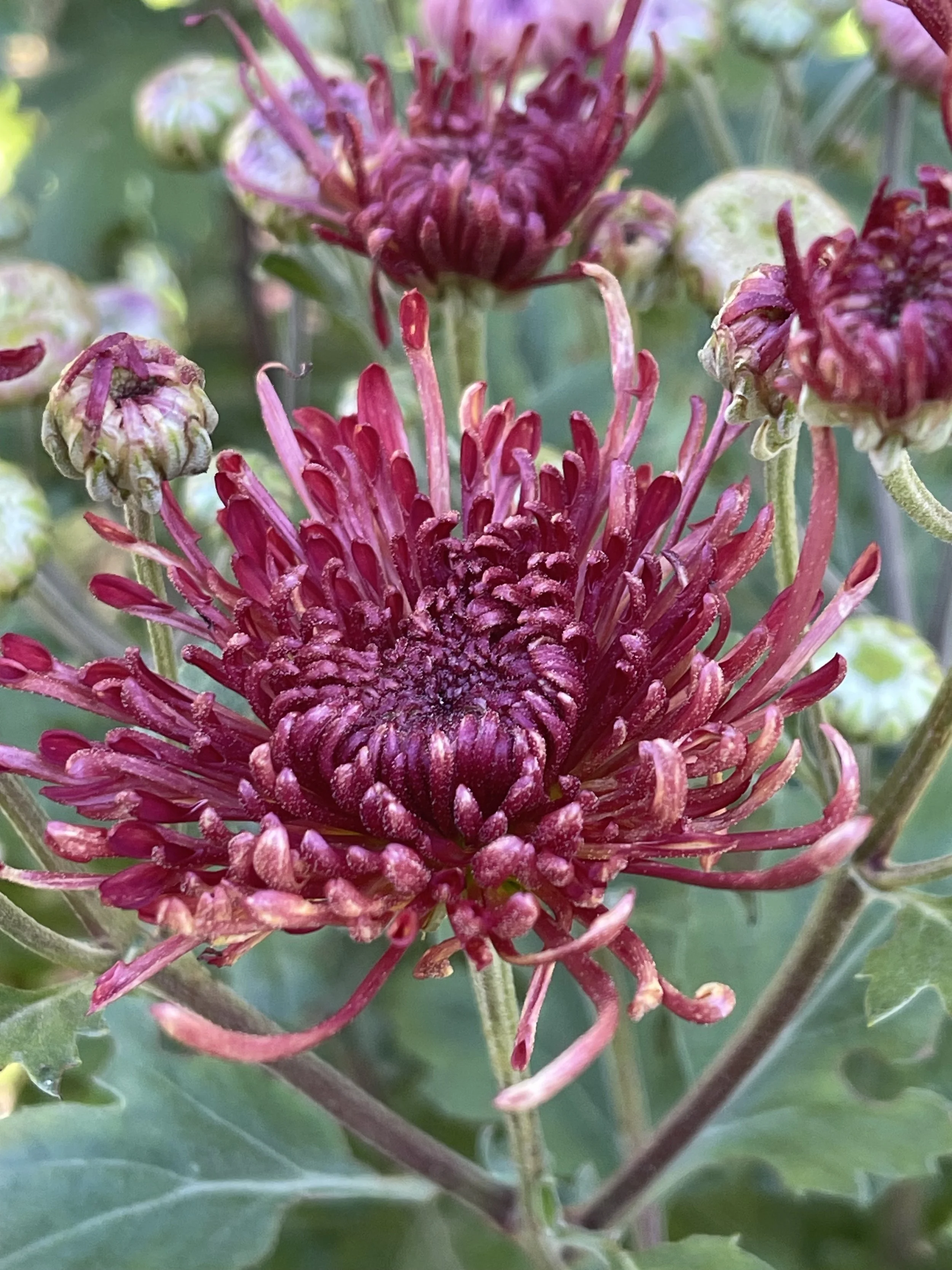 Scarlet Ohara Chrysanthemum