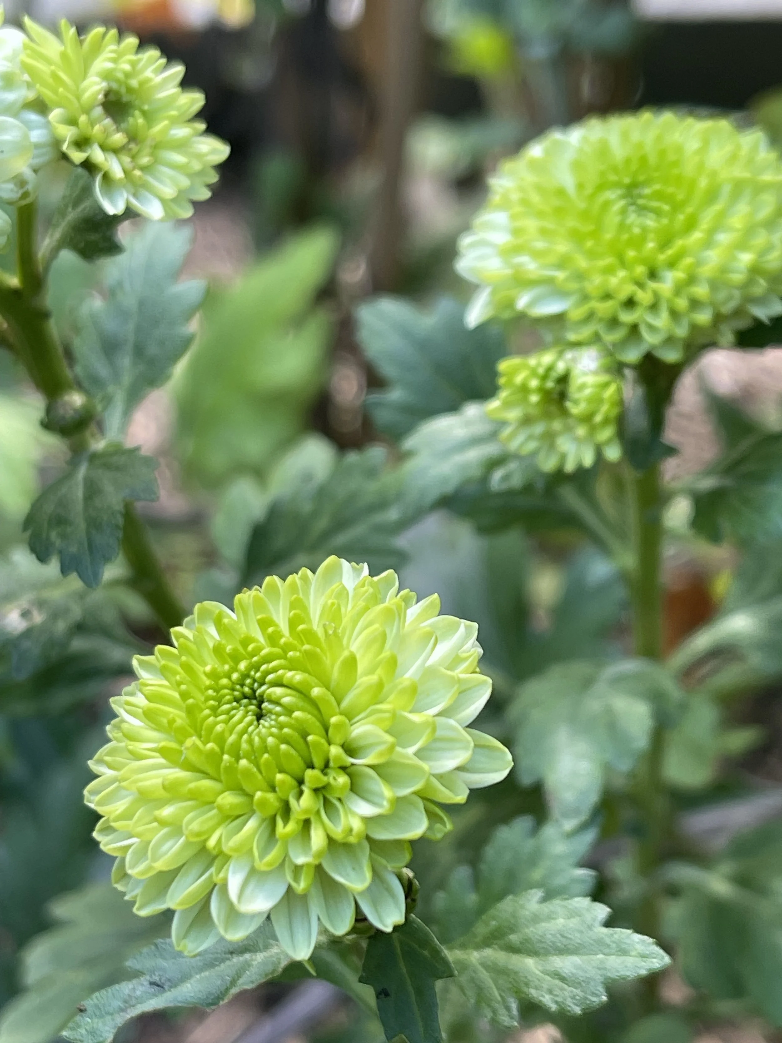 Discovery Chrysanthemum.jpeg