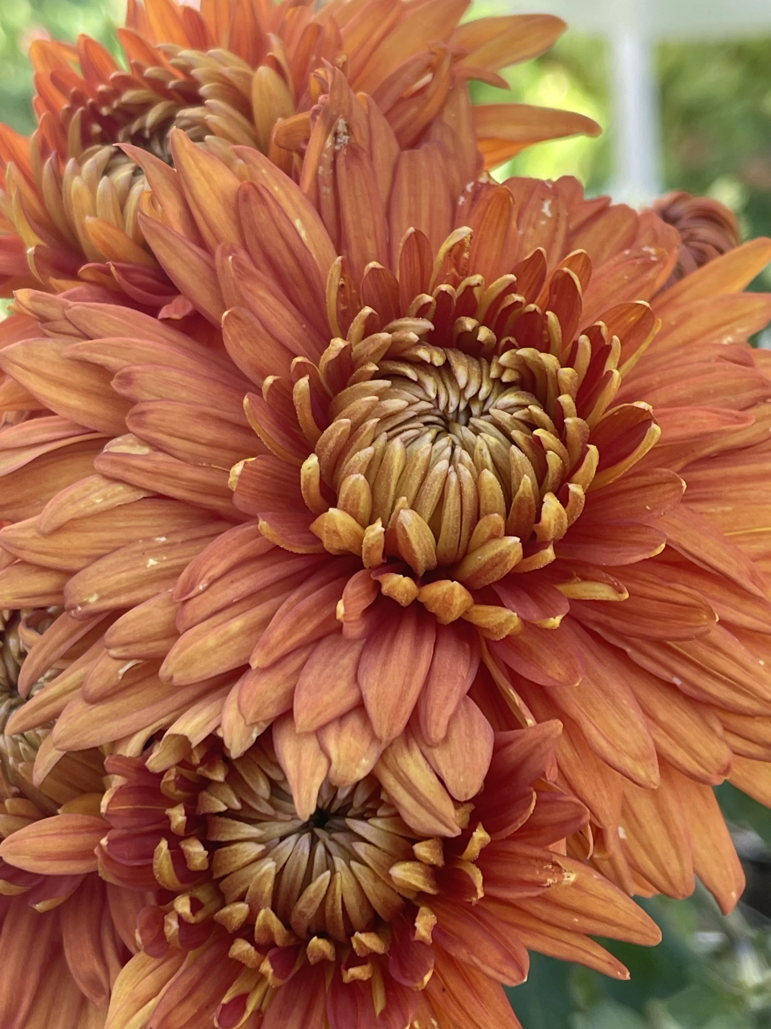 Anne Hughes Chrysanthemum.jpeg