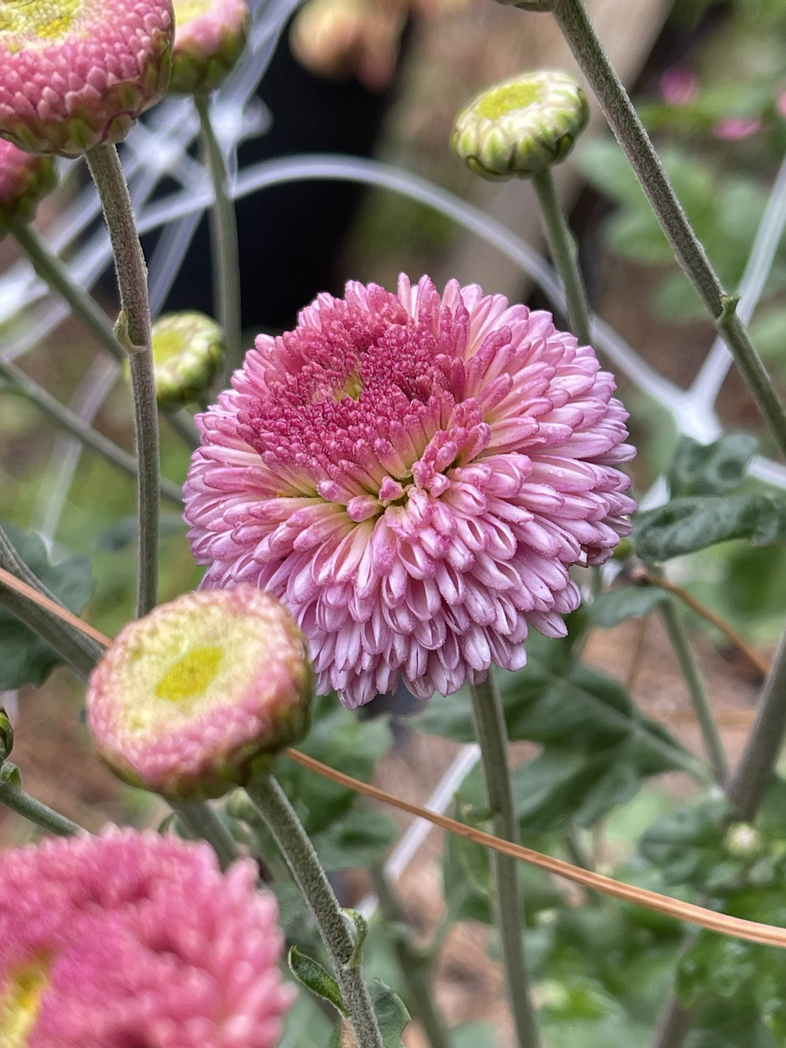 Falls Baby Pink