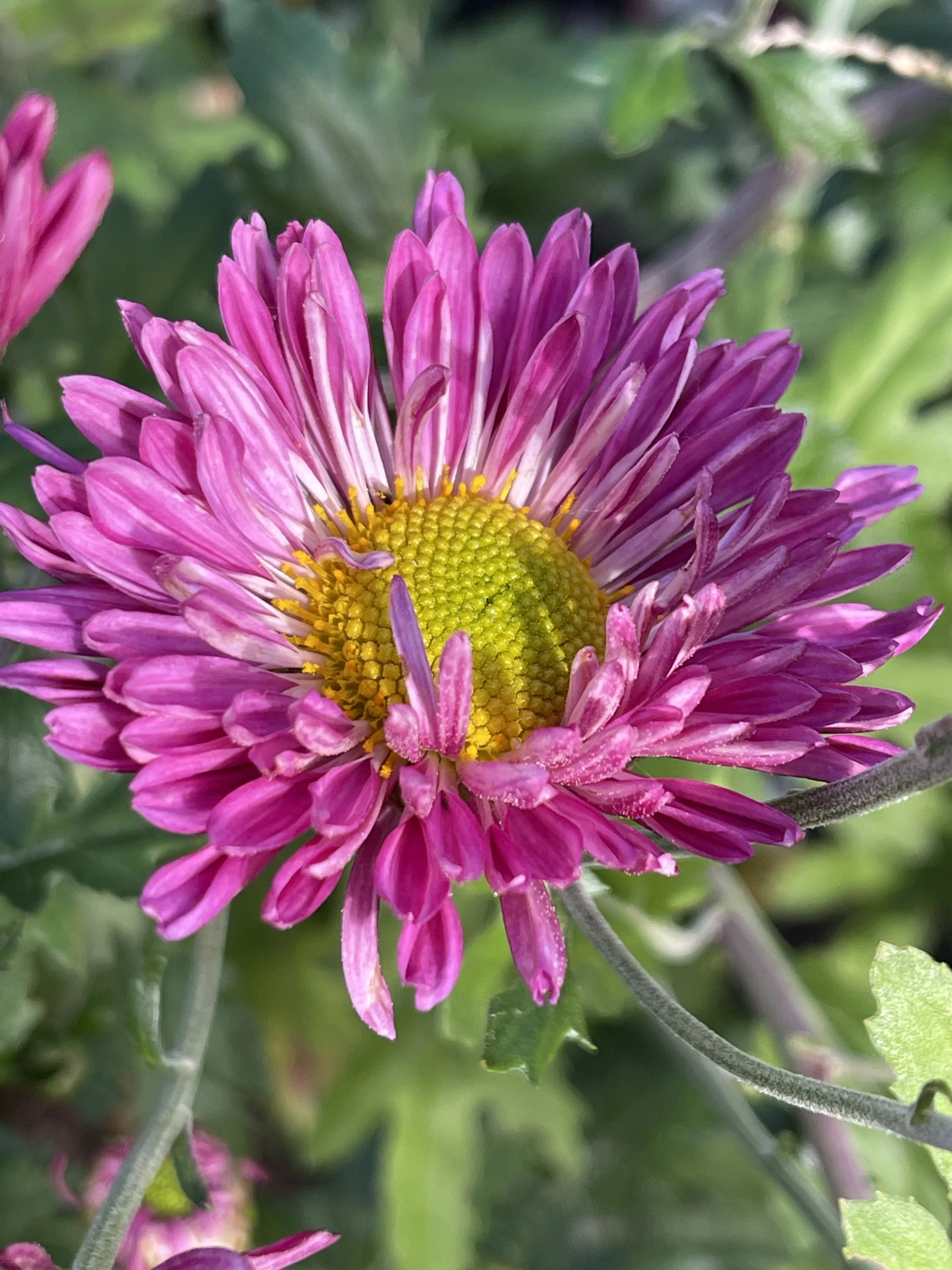 Pink Wheel Chrysanthemum