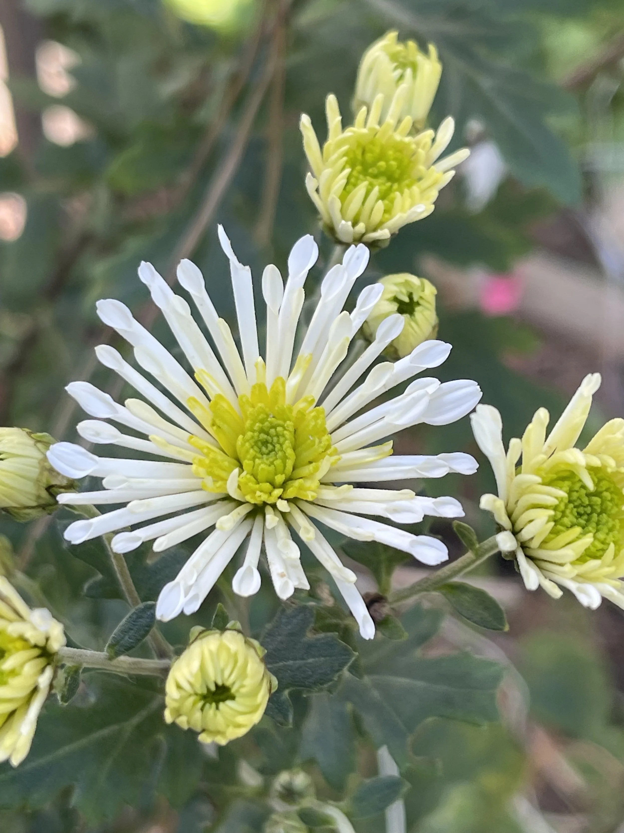 Smile Chrysanthemum.jpeg