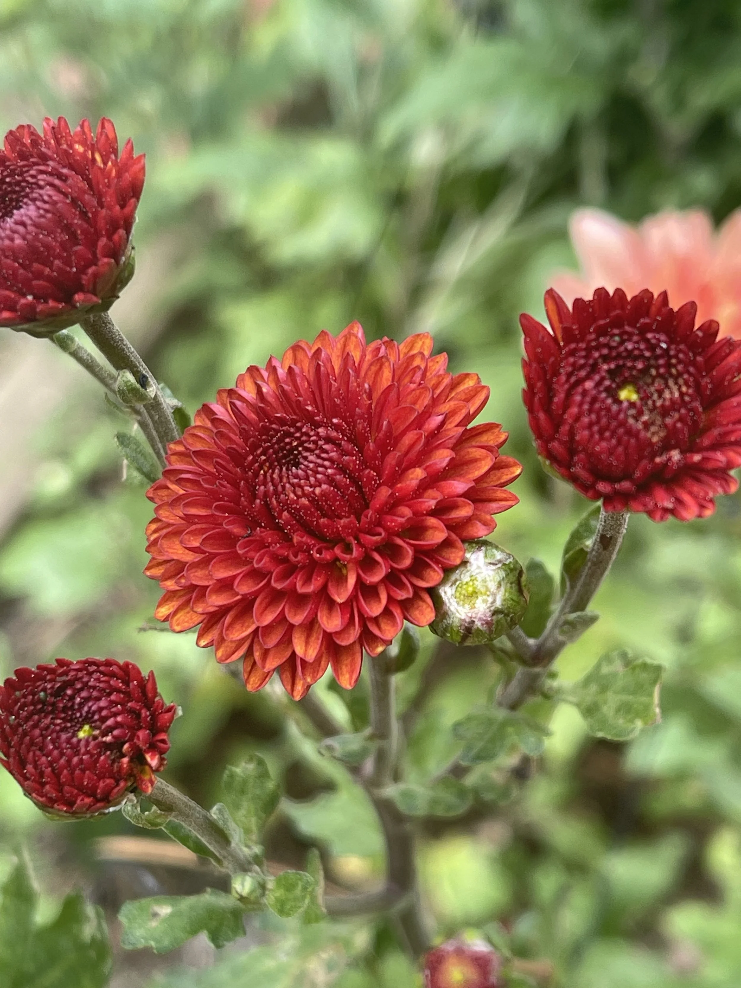 Fireball Chrysanthemum.jpeg