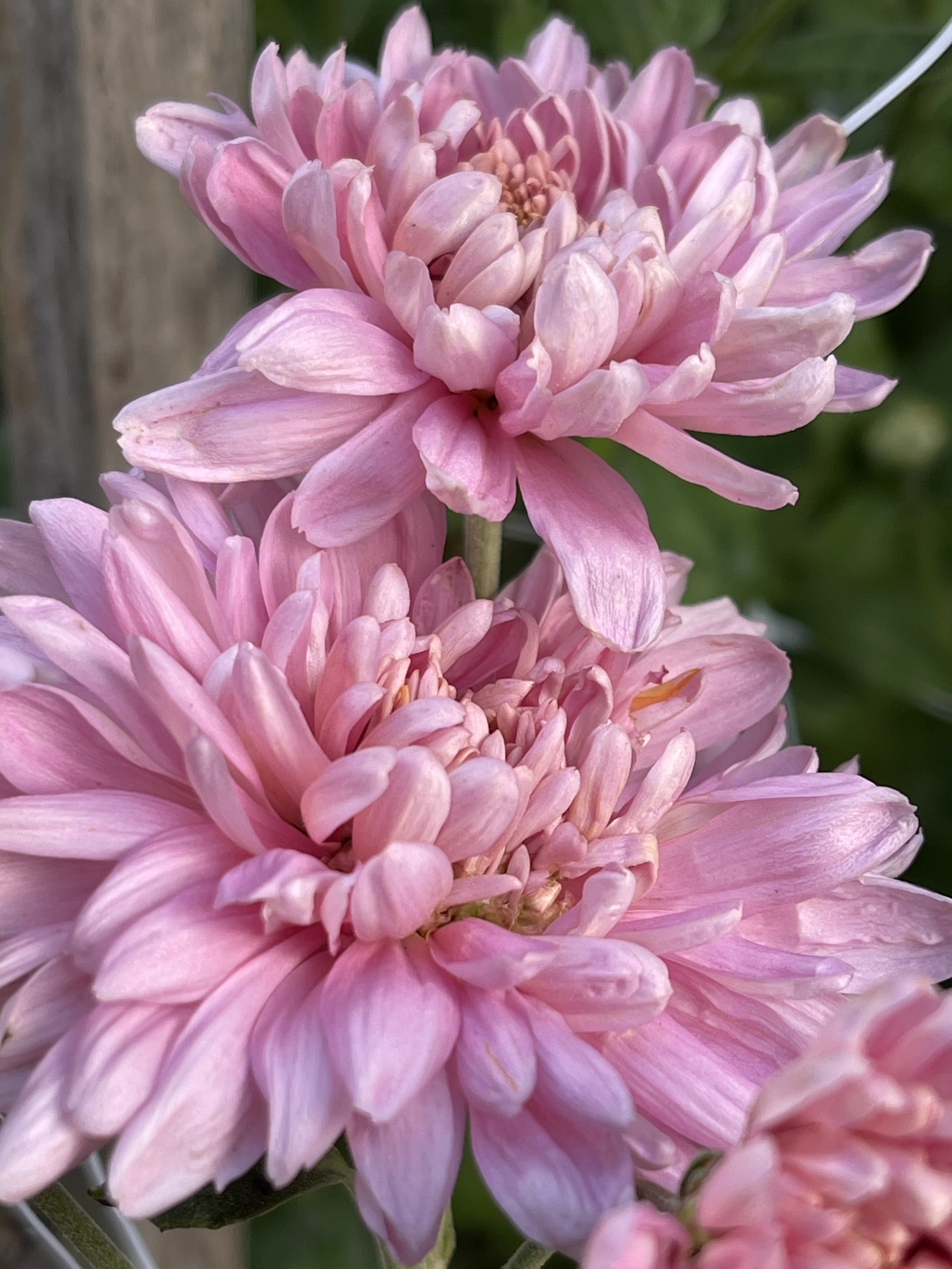 Seatons Peony 1.jpg