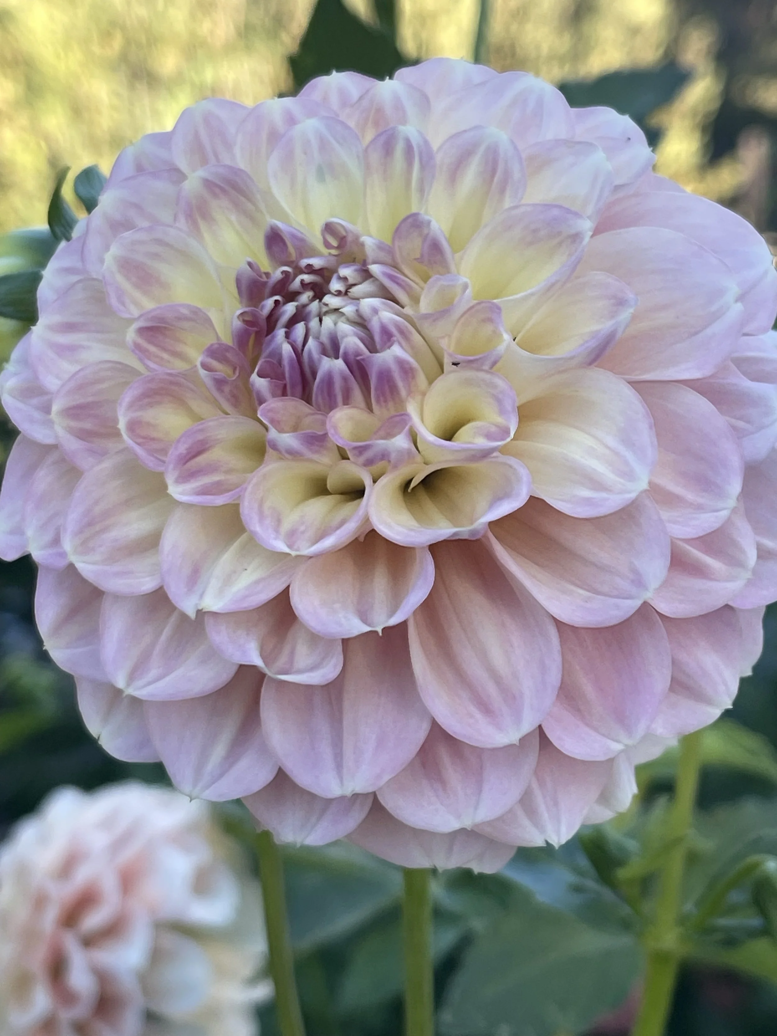 Willow Madison - 5cm plant in pot