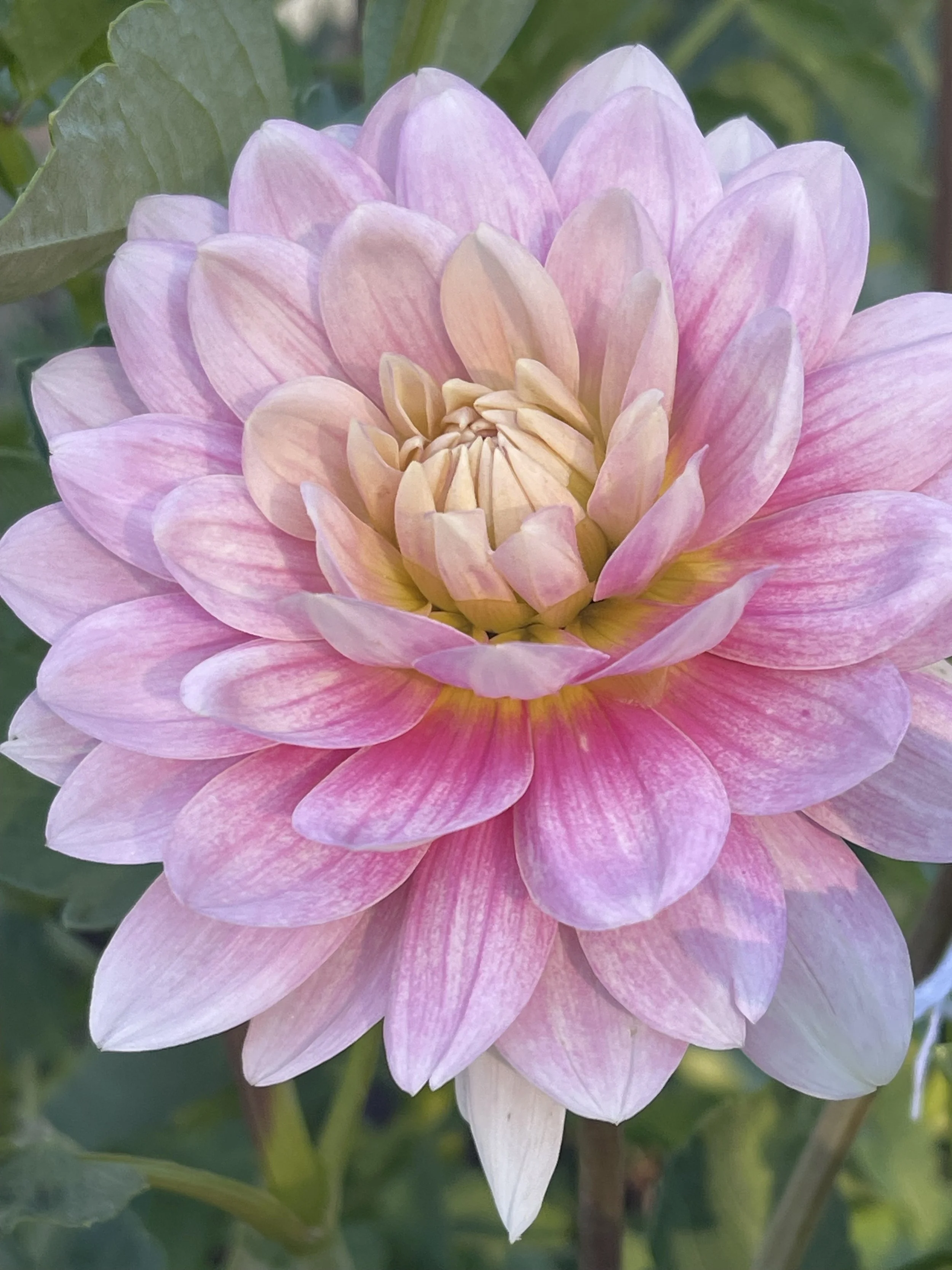 Buckajo Leilani 2.jpeg