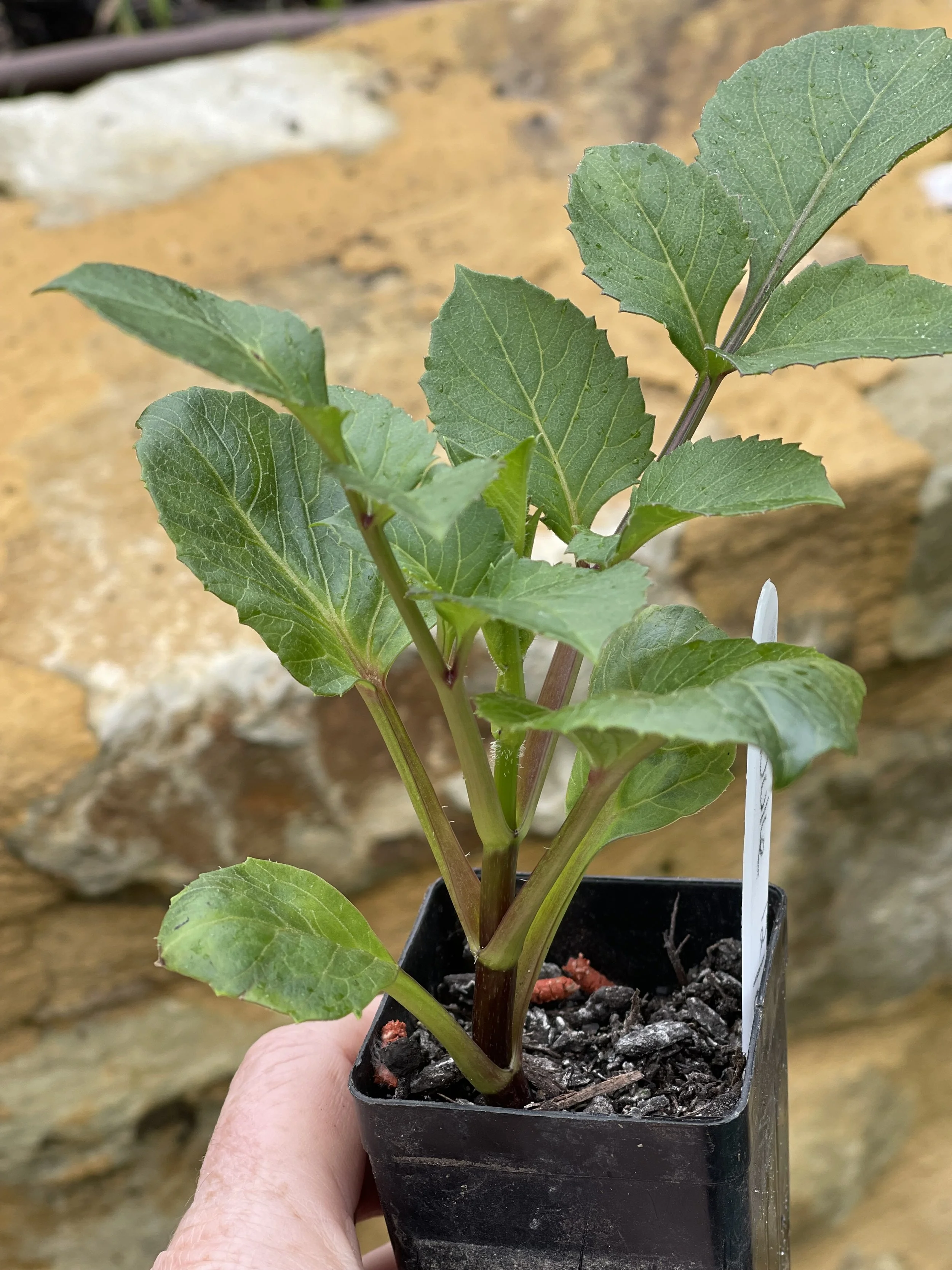 Formby duke cuttings 1.jpg