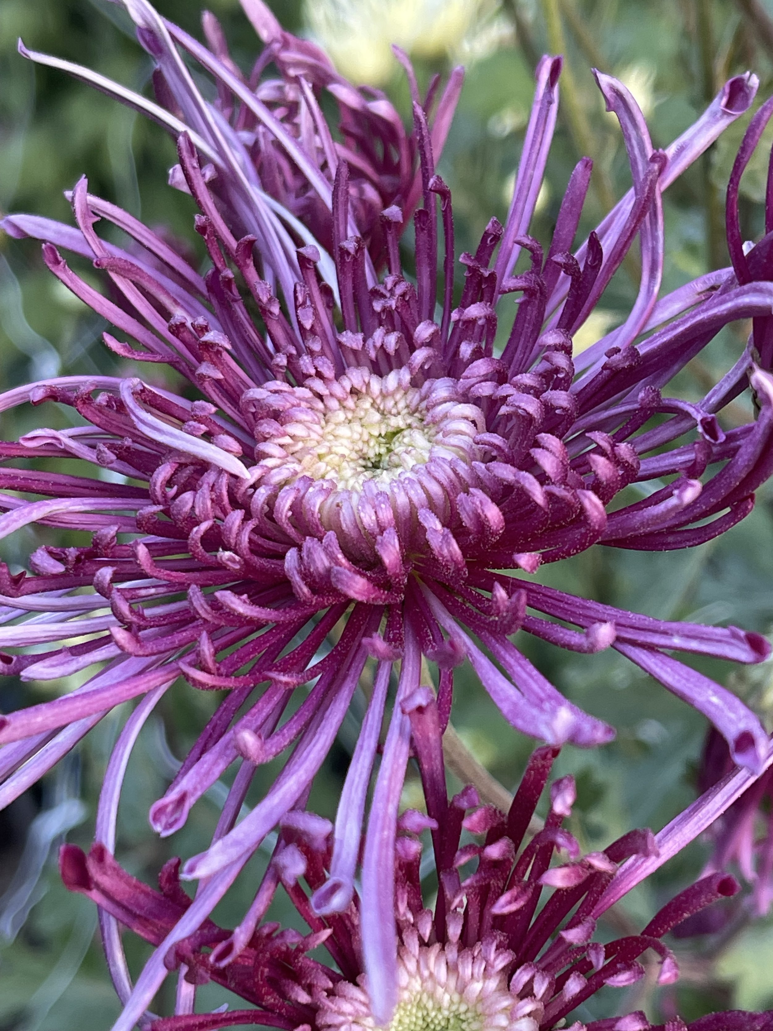 Seatons Galaxy.jpg