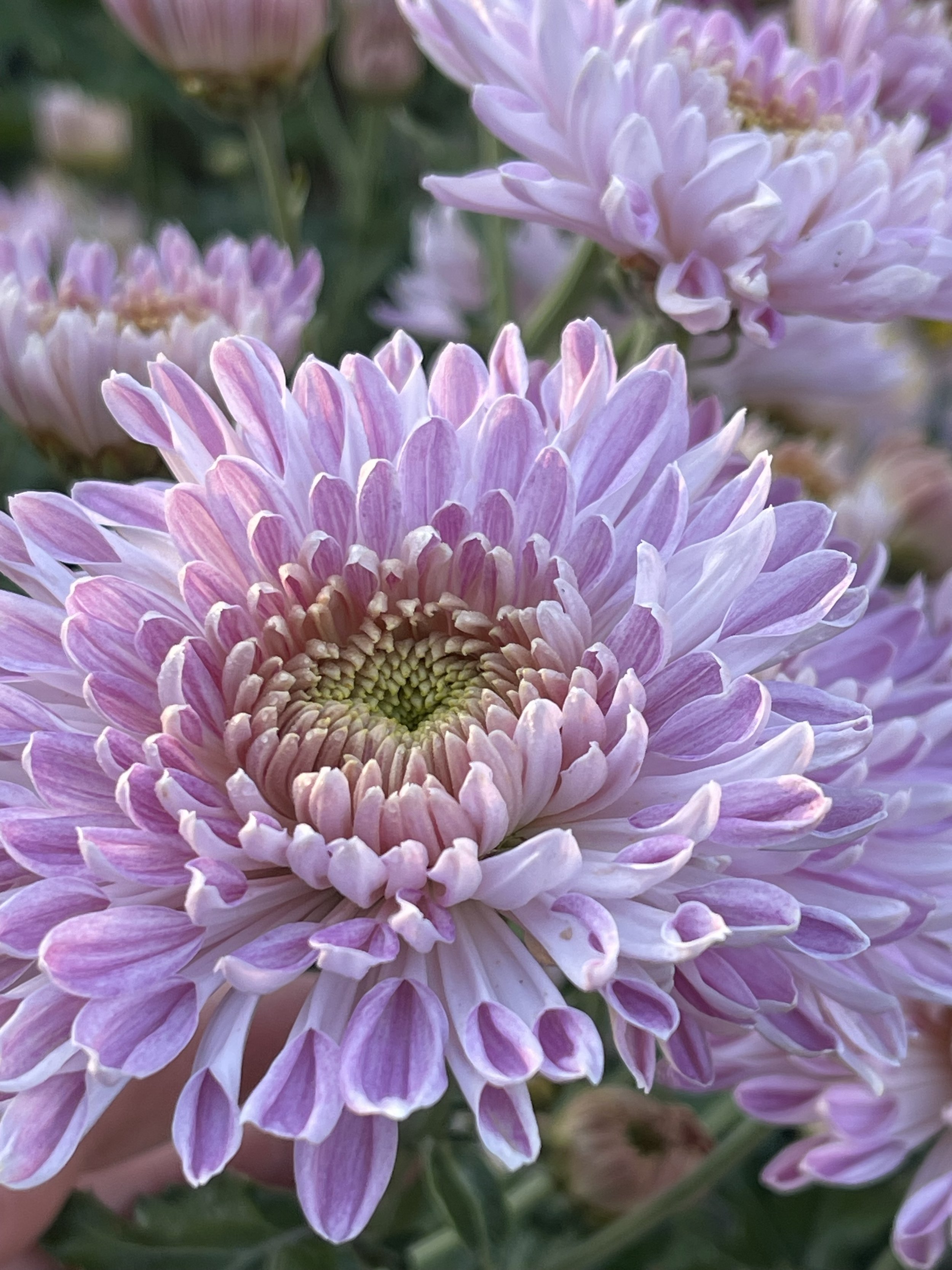 Seatons Roxy Chrysanthemum