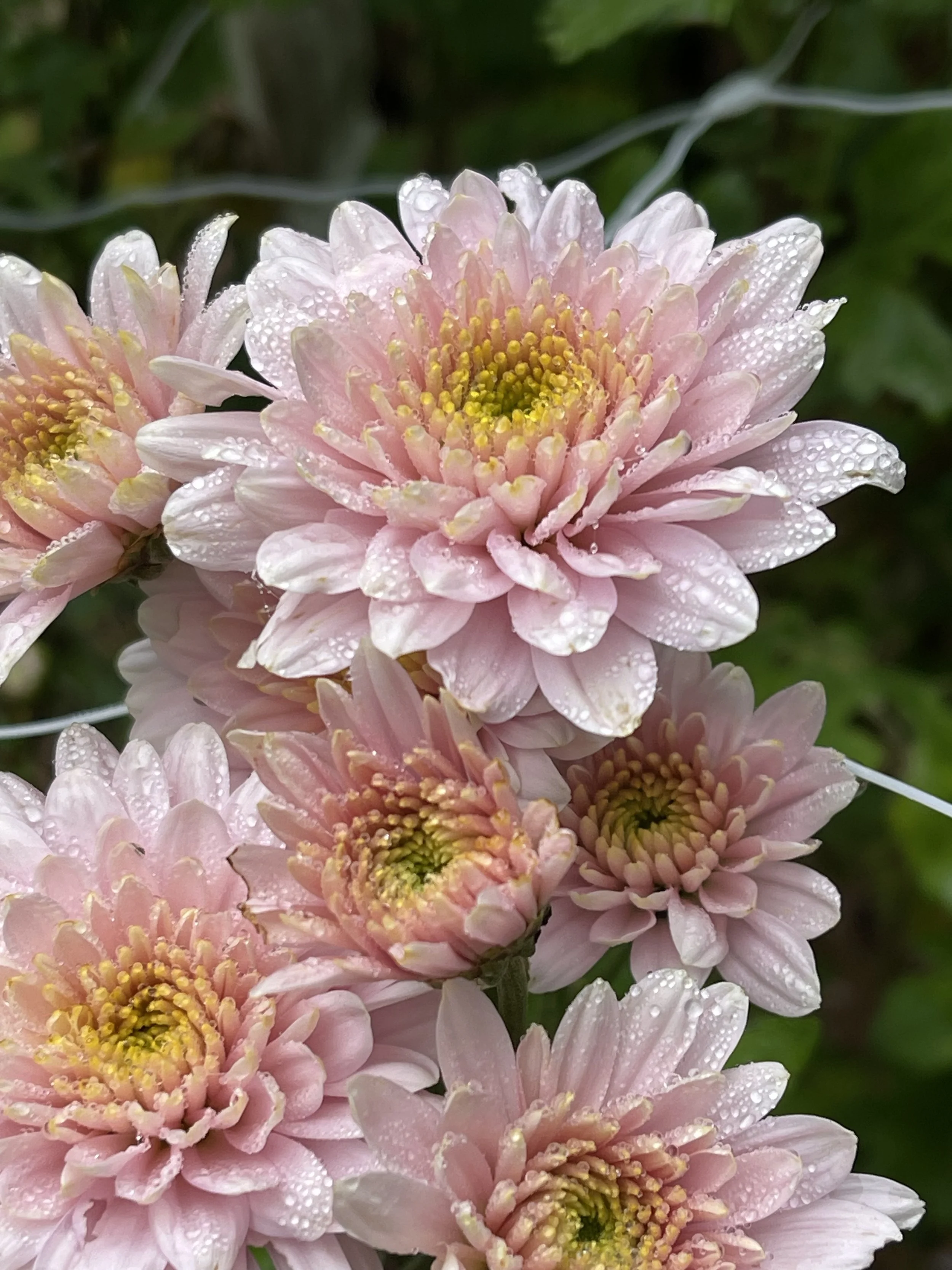 Pastel Rose chrysanthemum.jpeg