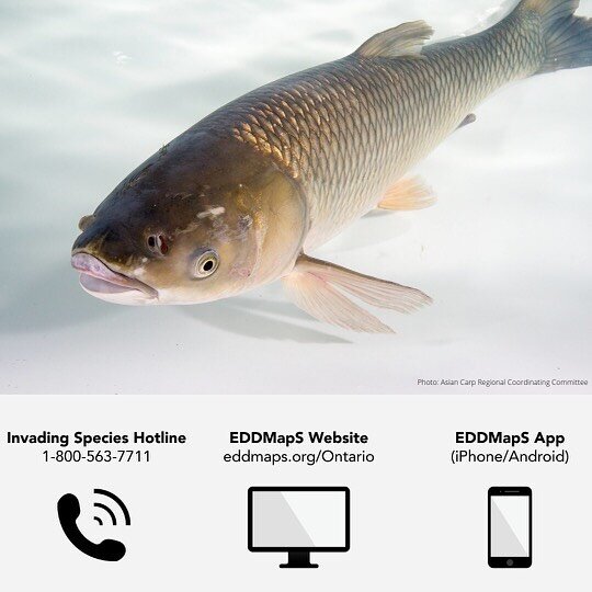 Do you know what to do if you think you&rsquo;ve caught a Grass Carp? Follow the steps on this guide! We need as many eyes on the water as we can to help prevent this species from establishing. #invasivespecies #grasscarp