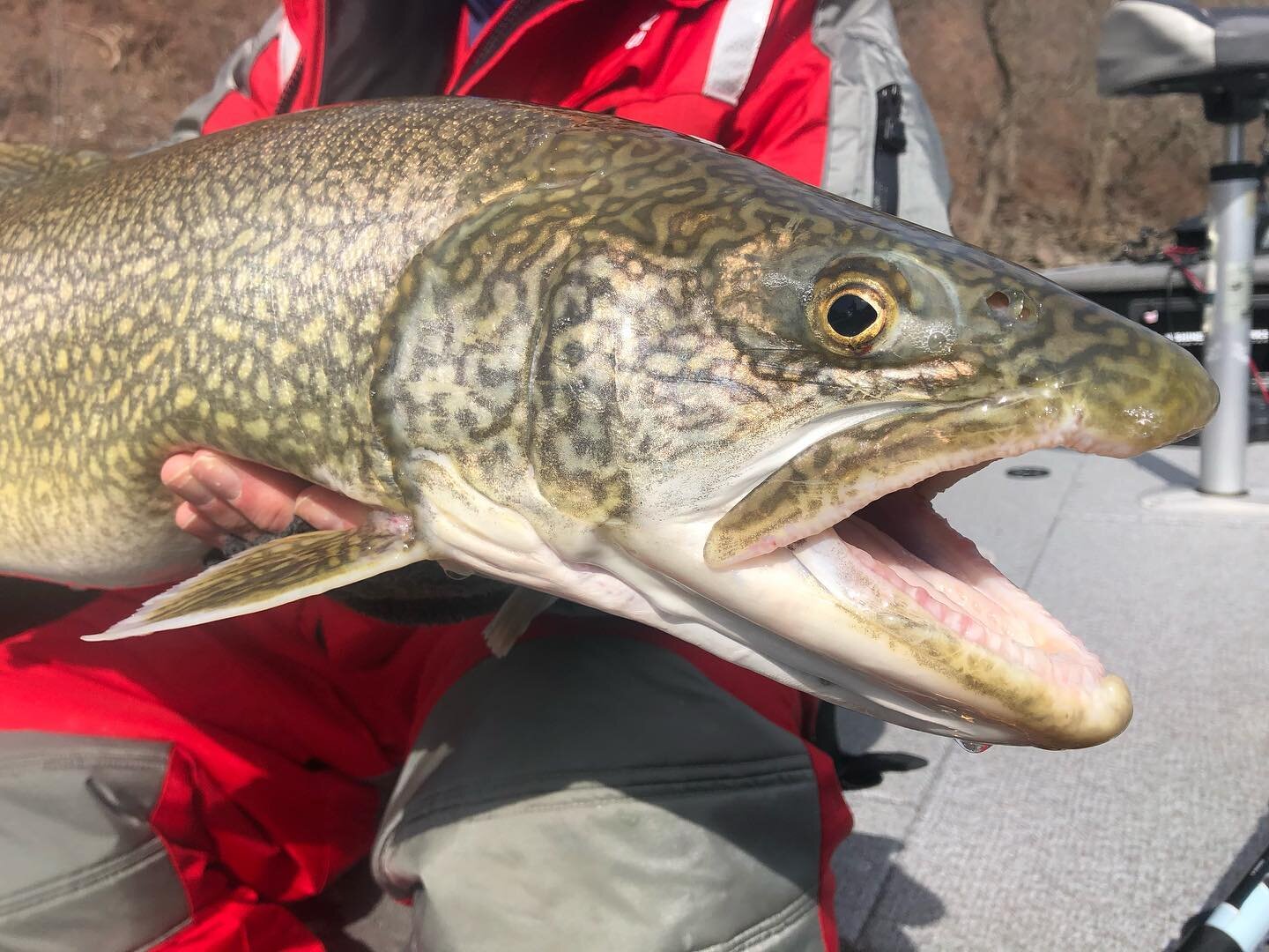 What a day! 18 fish landed in 6hrs and both anglers got the Niagara slam again today! ( awesome job guys!) For those looking to book with me please go to www.castadventures.com and click &ldquo;book now&rdquo; to see available dates. Thanks everyone 