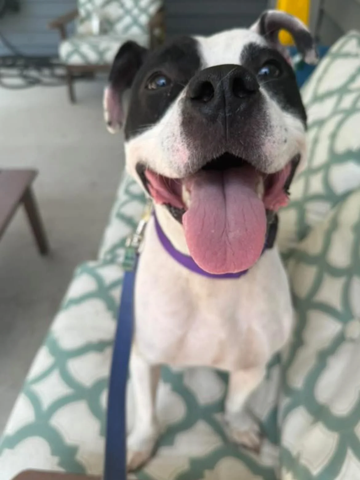 To our fans who joined us for the @laurieberknerband concert in Delaware, your ticket purchase made a huge impact for these furry faces who are currently up for adoption at Faithful Friends! Do you have a favorite? 

&ldquo;Dear Laurie Berkner Band a