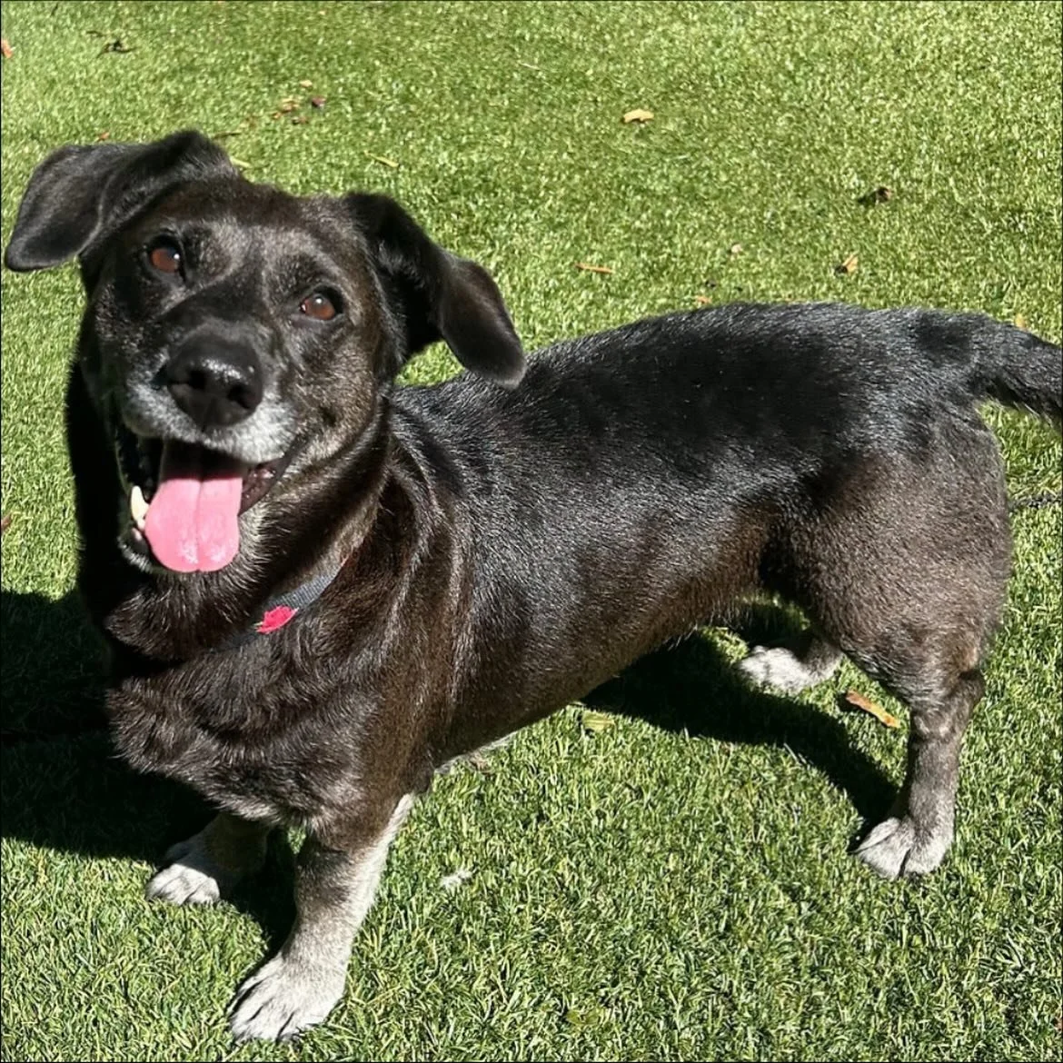 Friends in Huntington, we look forward to welcoming you to the upcoming Laurie Berkner Band holiday concerts this Saturday at the Paramount! 

$1 from each ticket will go towards our nonprofit partner Little Shelter. This is the fifth consecutive par