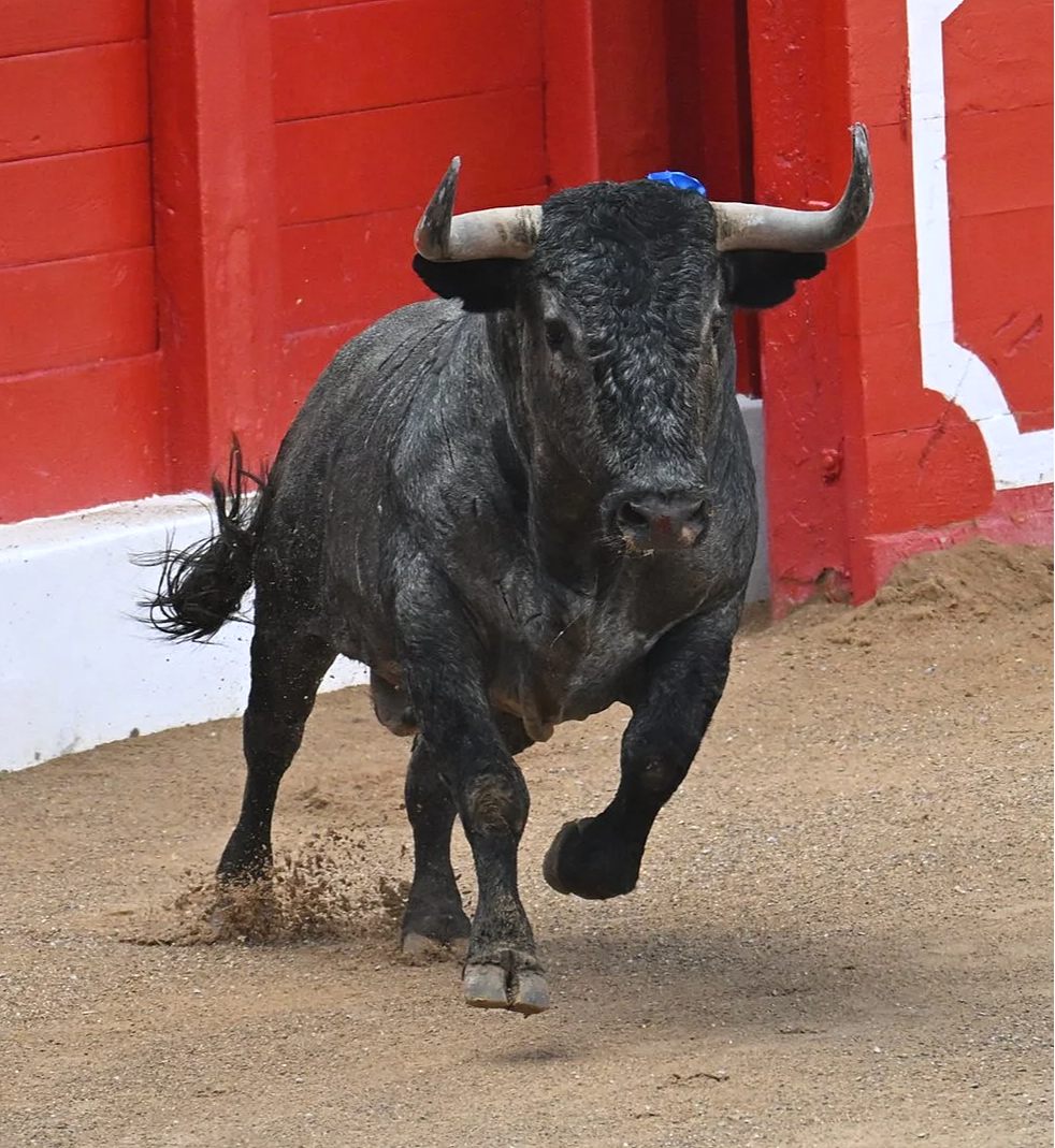 Santander, July 23: Toros bravos are back in town