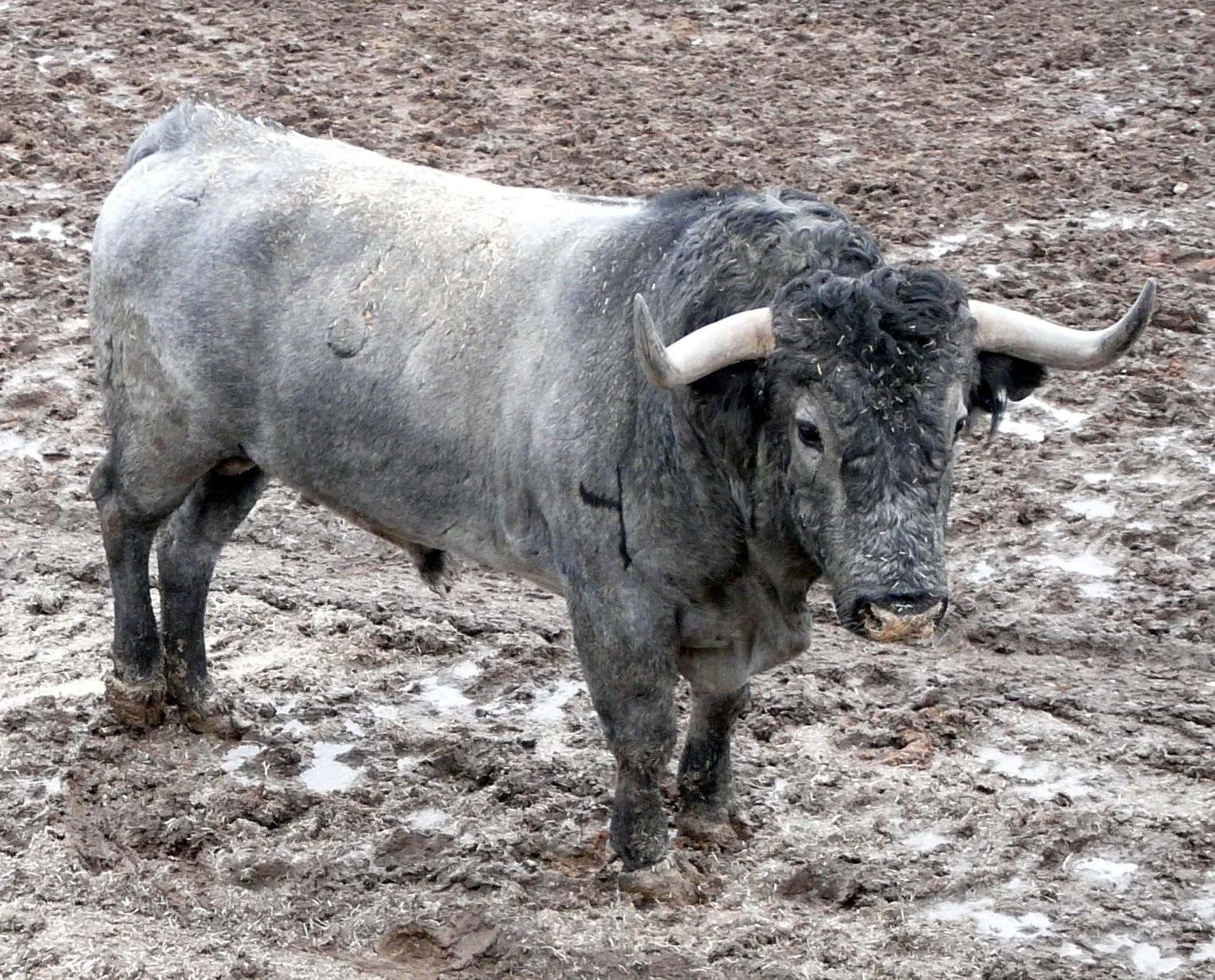 Concerns for bulls in the initial ferias
